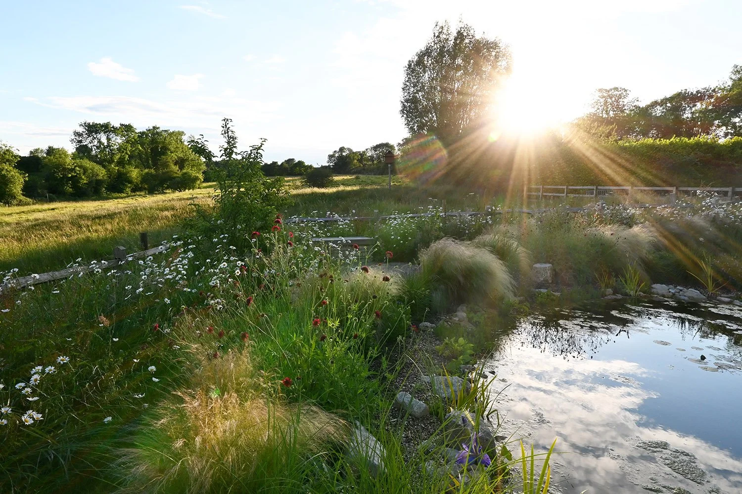 robert-johnson-garden-design-Cambridgeshire-sunset-pasture-lake-planting-landscape.jpg