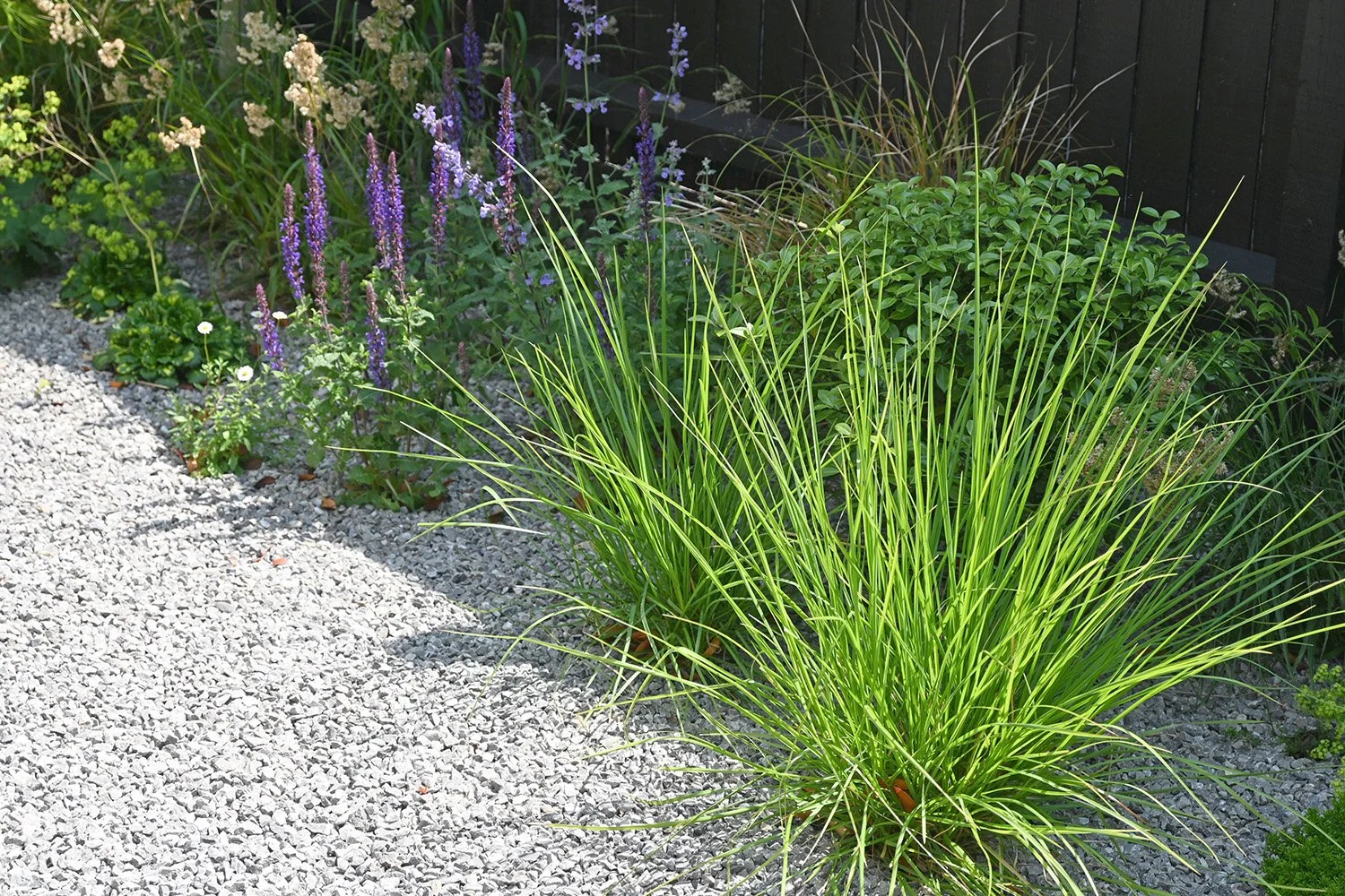 robert-johnson-garden-design-Stamford- draught-tollerant-planting.jpg
