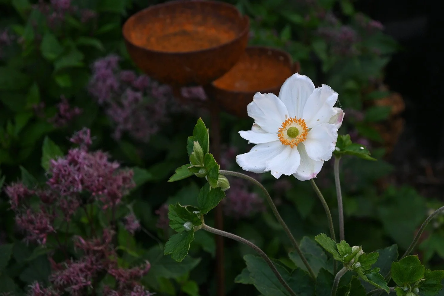 robert-johnson-garden-design-Langtoft-anemone.jpg