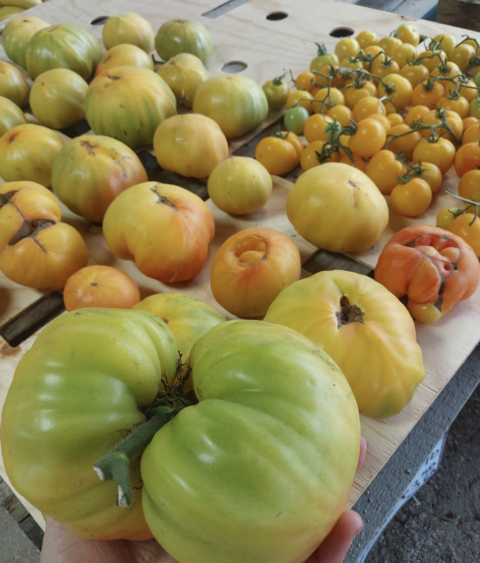 heirloom tomato.png