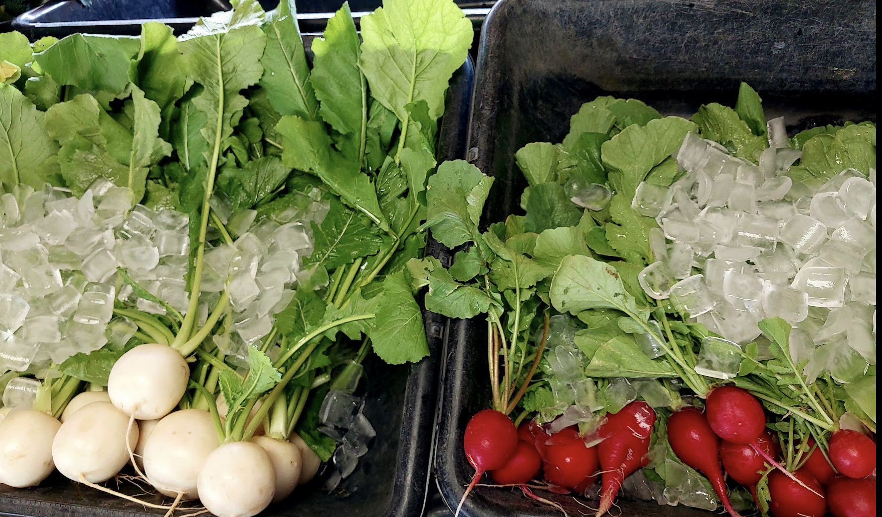 radish and turnips.png