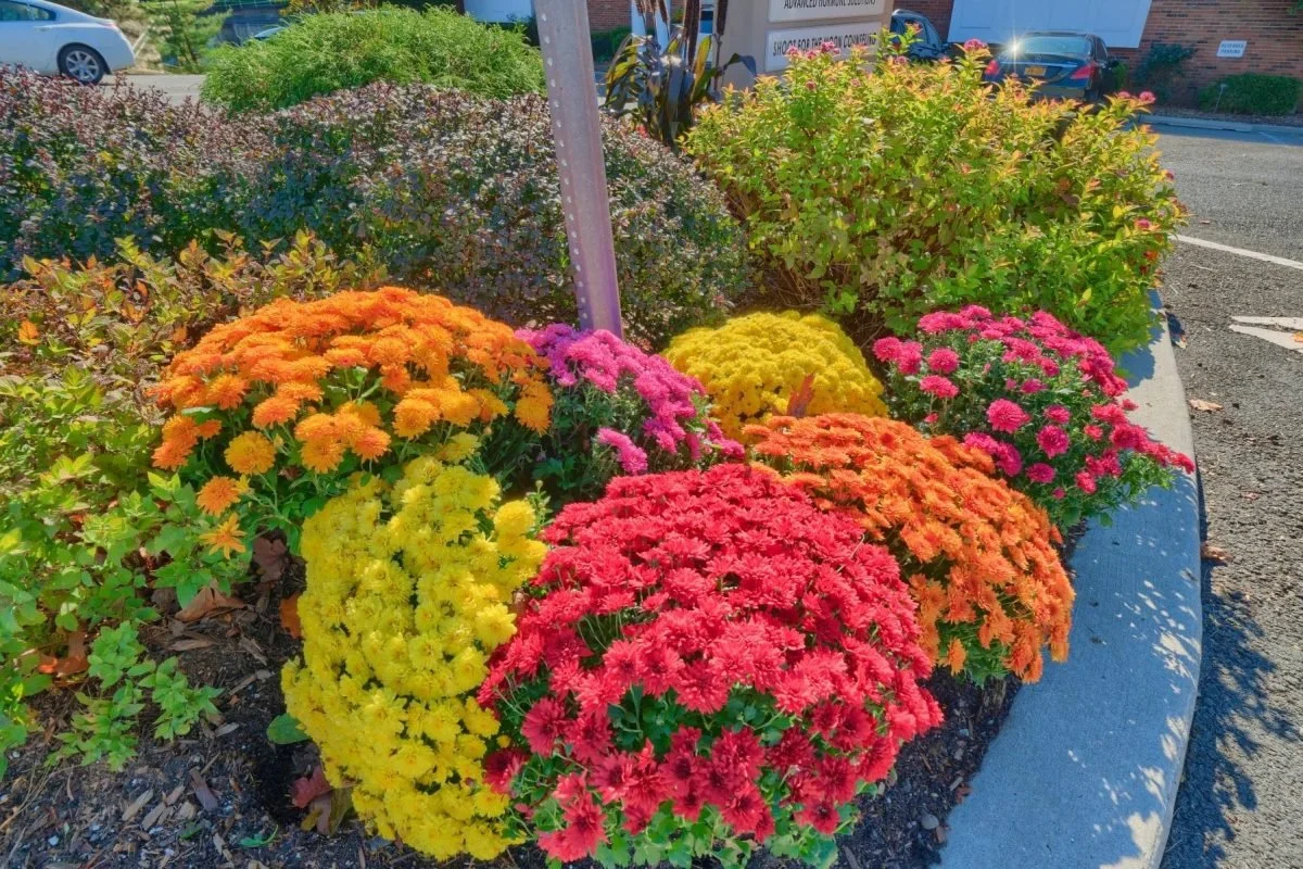 Essential Landscape Maintenance for Fredericksburg, VA in September and October