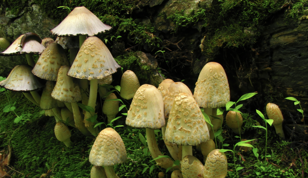 Fungi Tour!