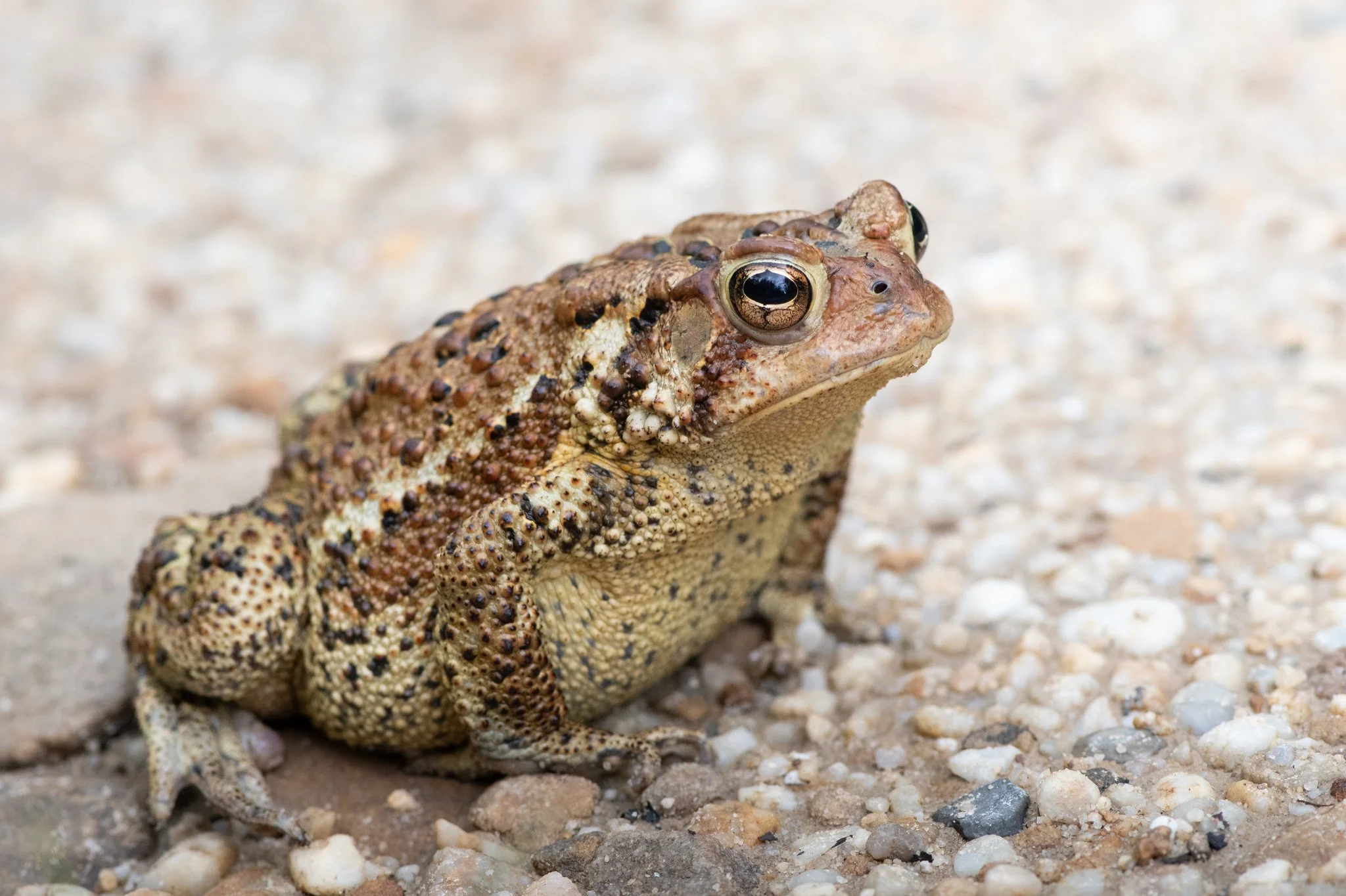 Toads | Explore, Protect, Support Toads — Friends of Blackwater
