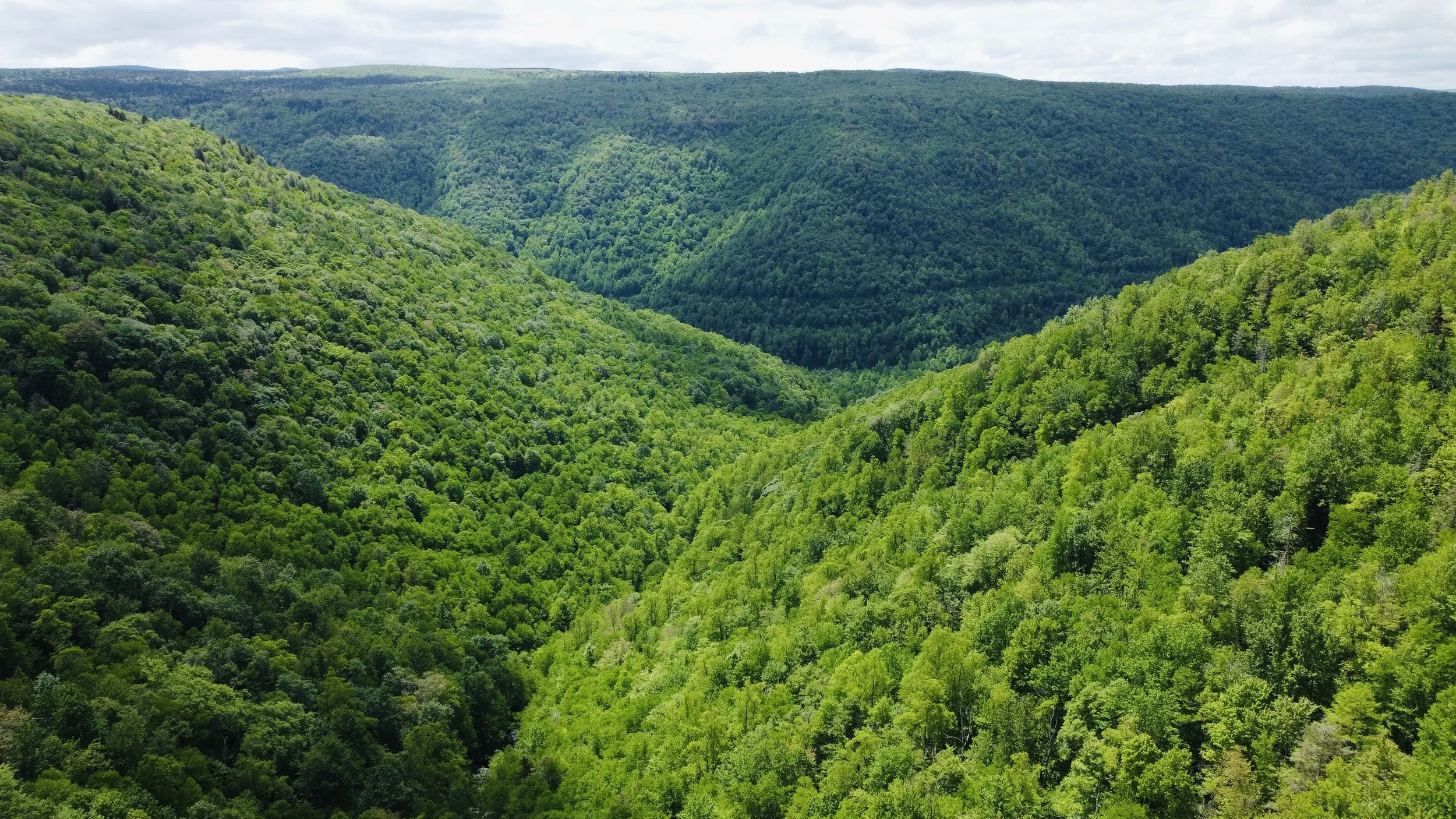 Climate Forests — Friends of Blackwater