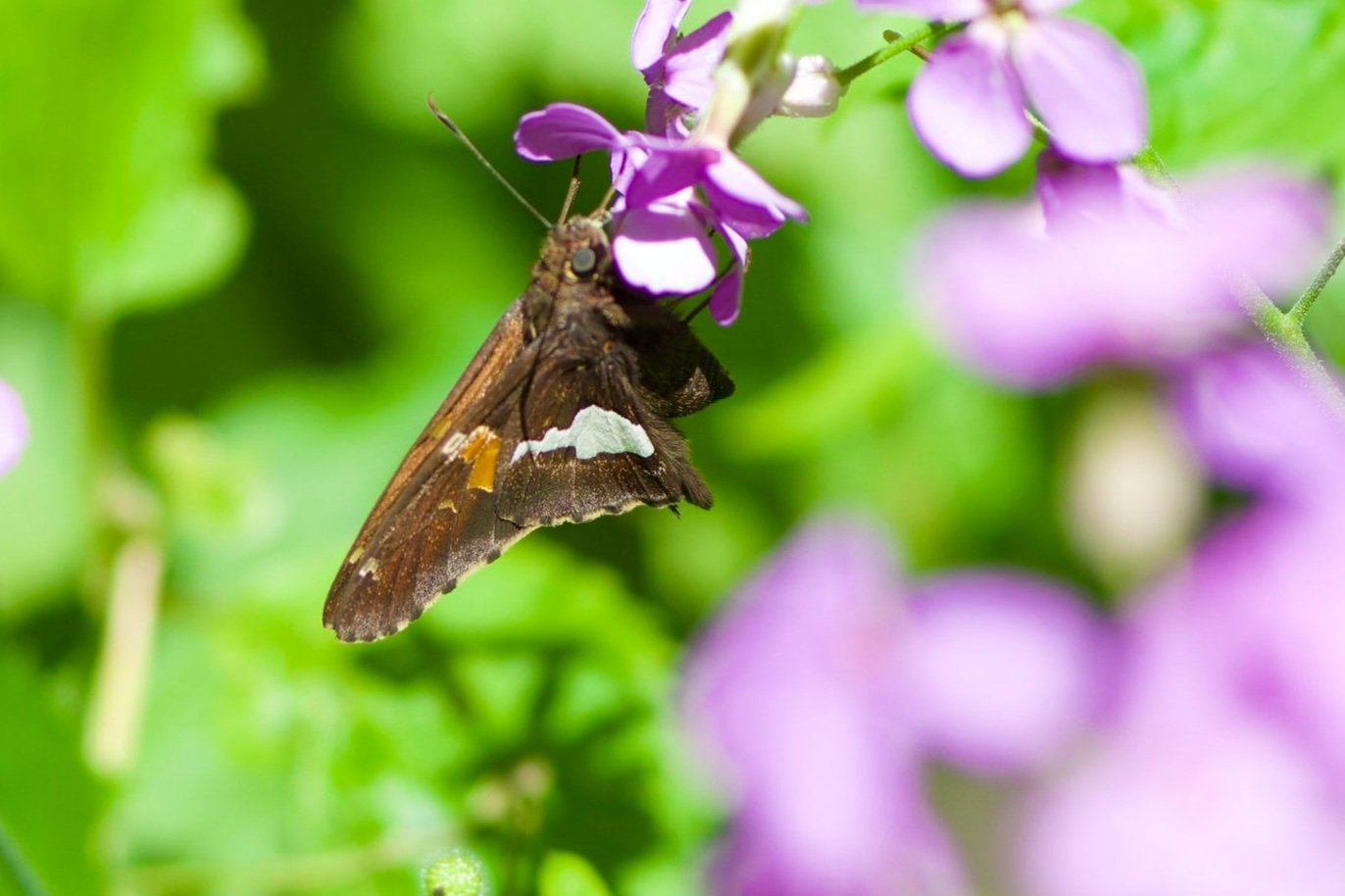 Insects | Explore & Conserve Insect Habitats — Friends of Blackwater