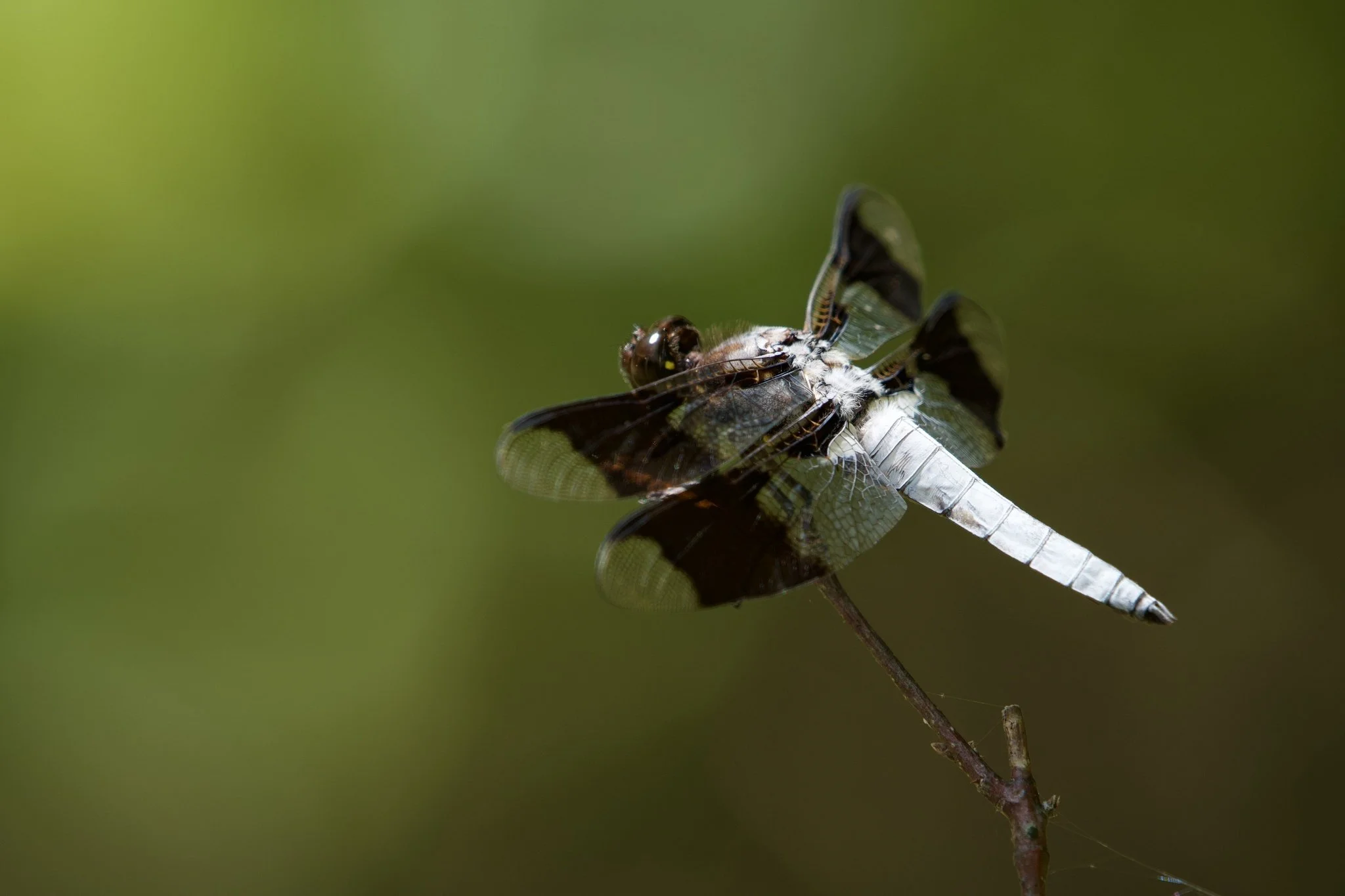 Insects | Explore & Conserve Insect Habitats — Friends of Blackwater