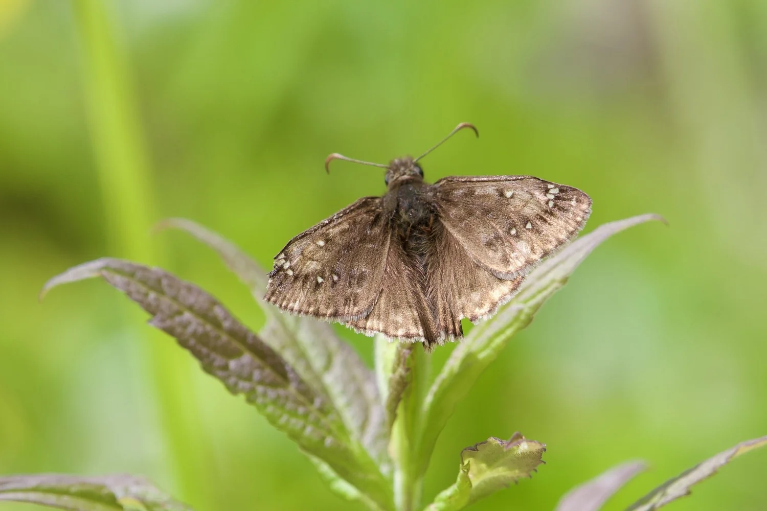 Insects | Explore & Conserve Insect Habitats — Friends of Blackwater