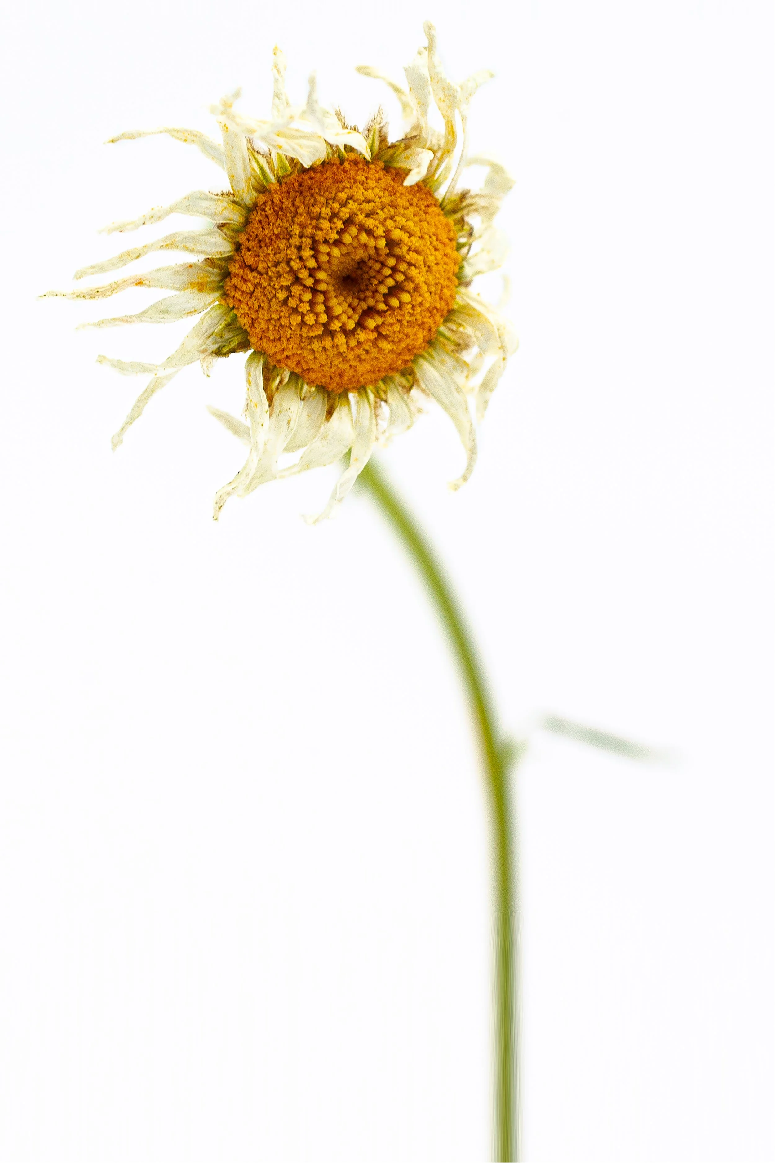 Flower Zen Virtue Banner_Resilience.jpg