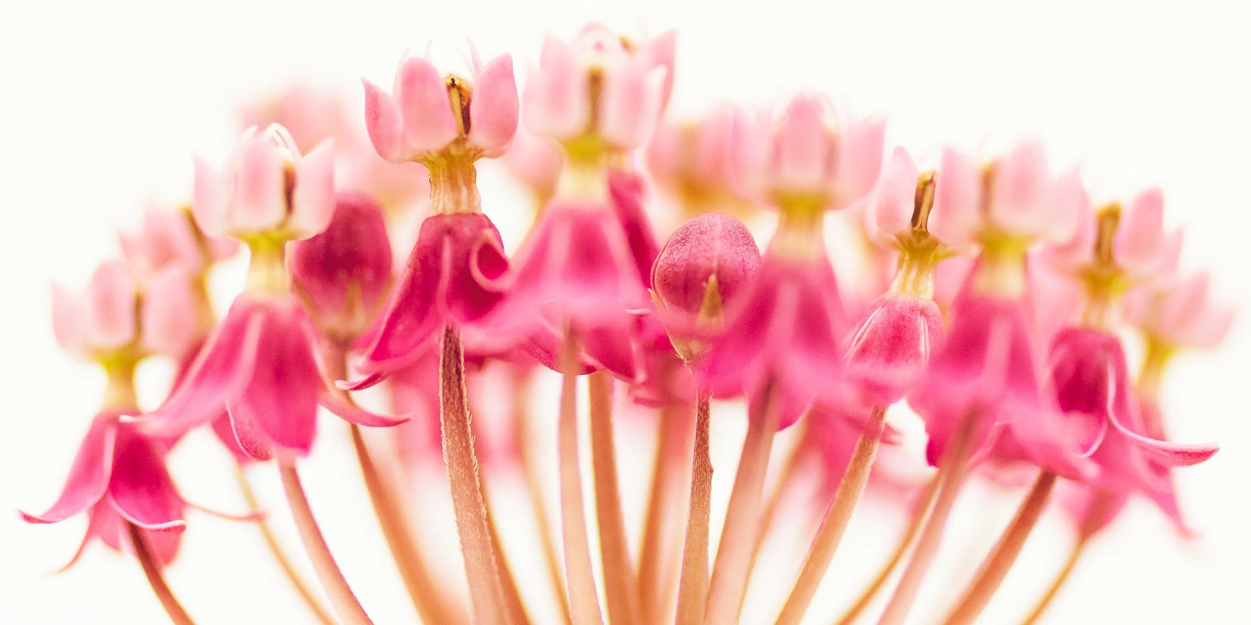 Mirage _ Asclepias Incarnata_.jpg