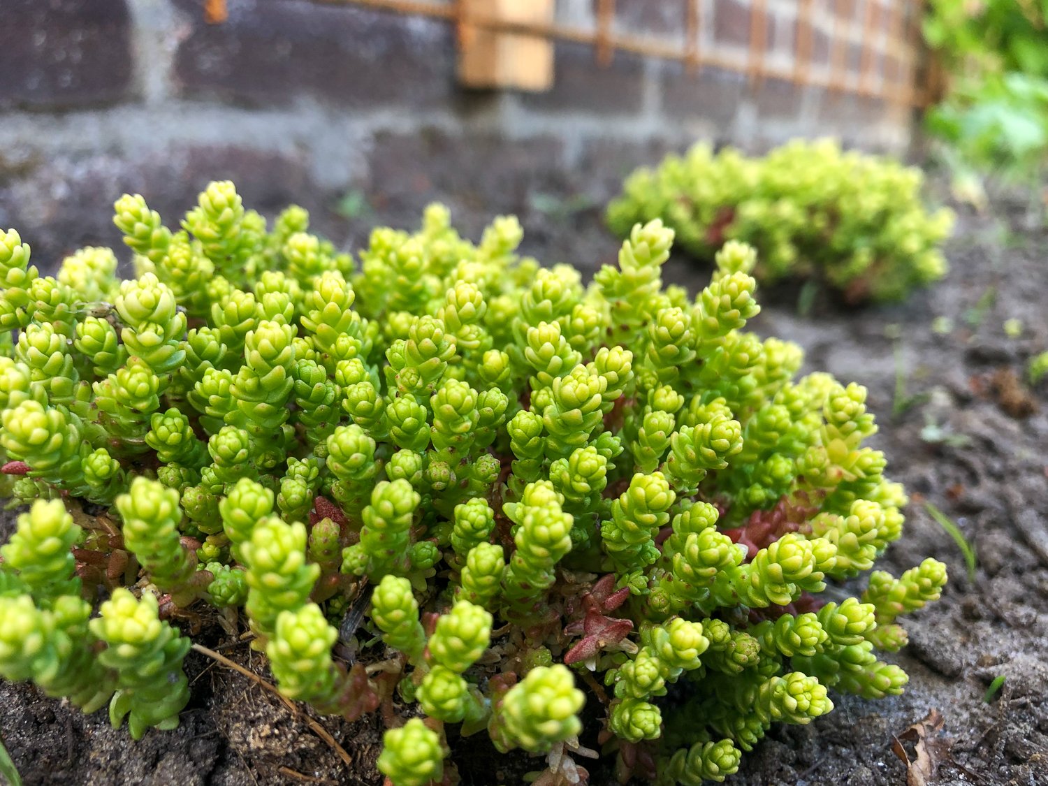 Van een saaie stenen muur naar groene geveltuin