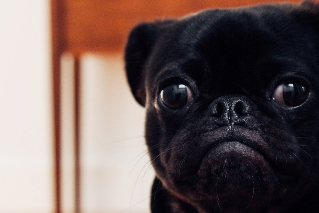 Klagen met Krouwels: Honden