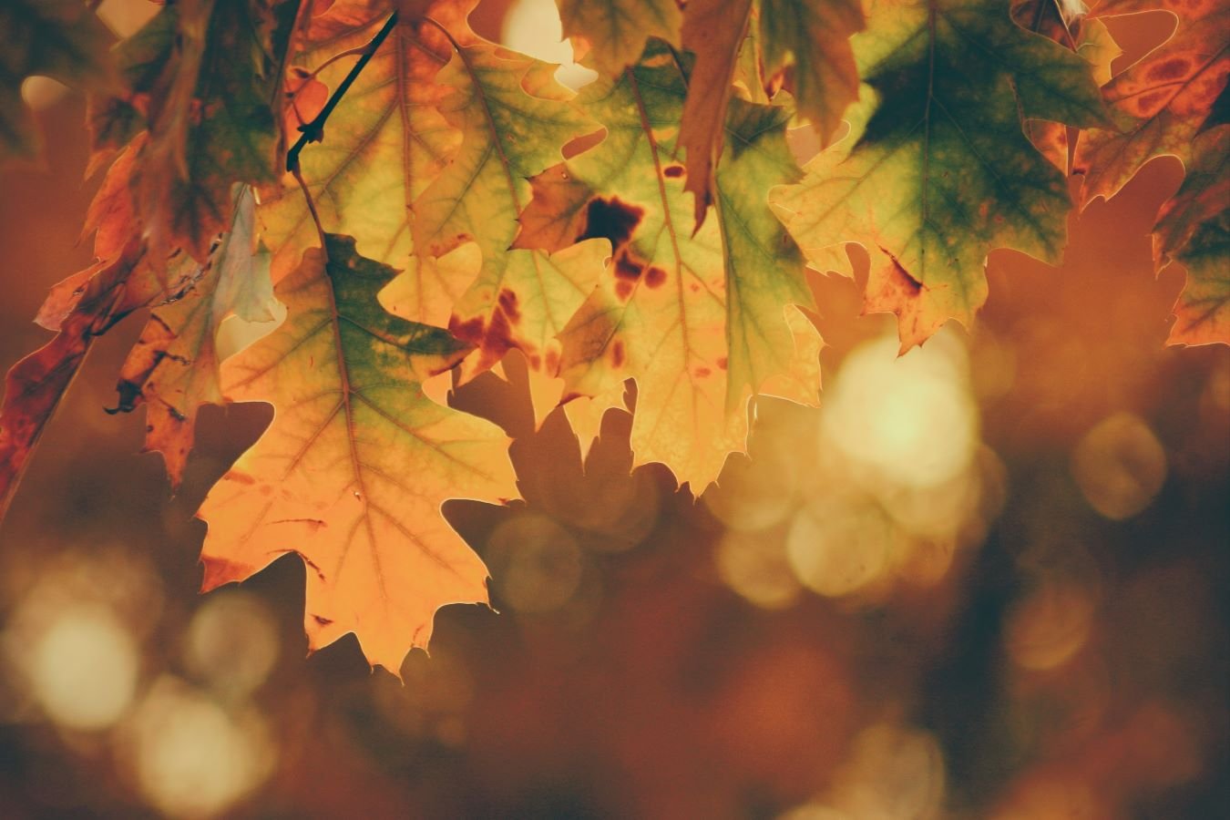 Amsterdamse Waterleidingduinen: perfect voor een herfstwandeling