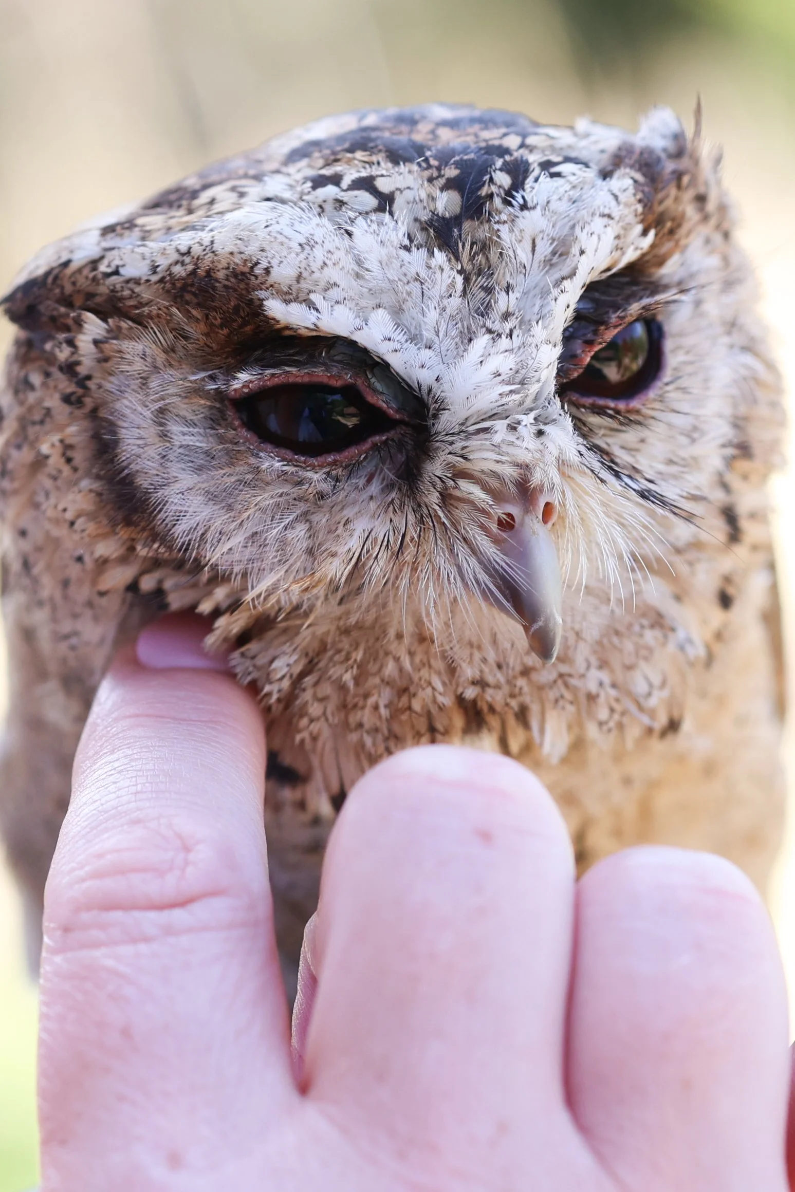 2022-07-16 Andrew and Juliet Dode 16th July 2022-963.jpg