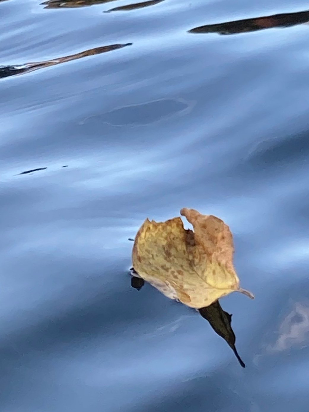 Drifting alone…