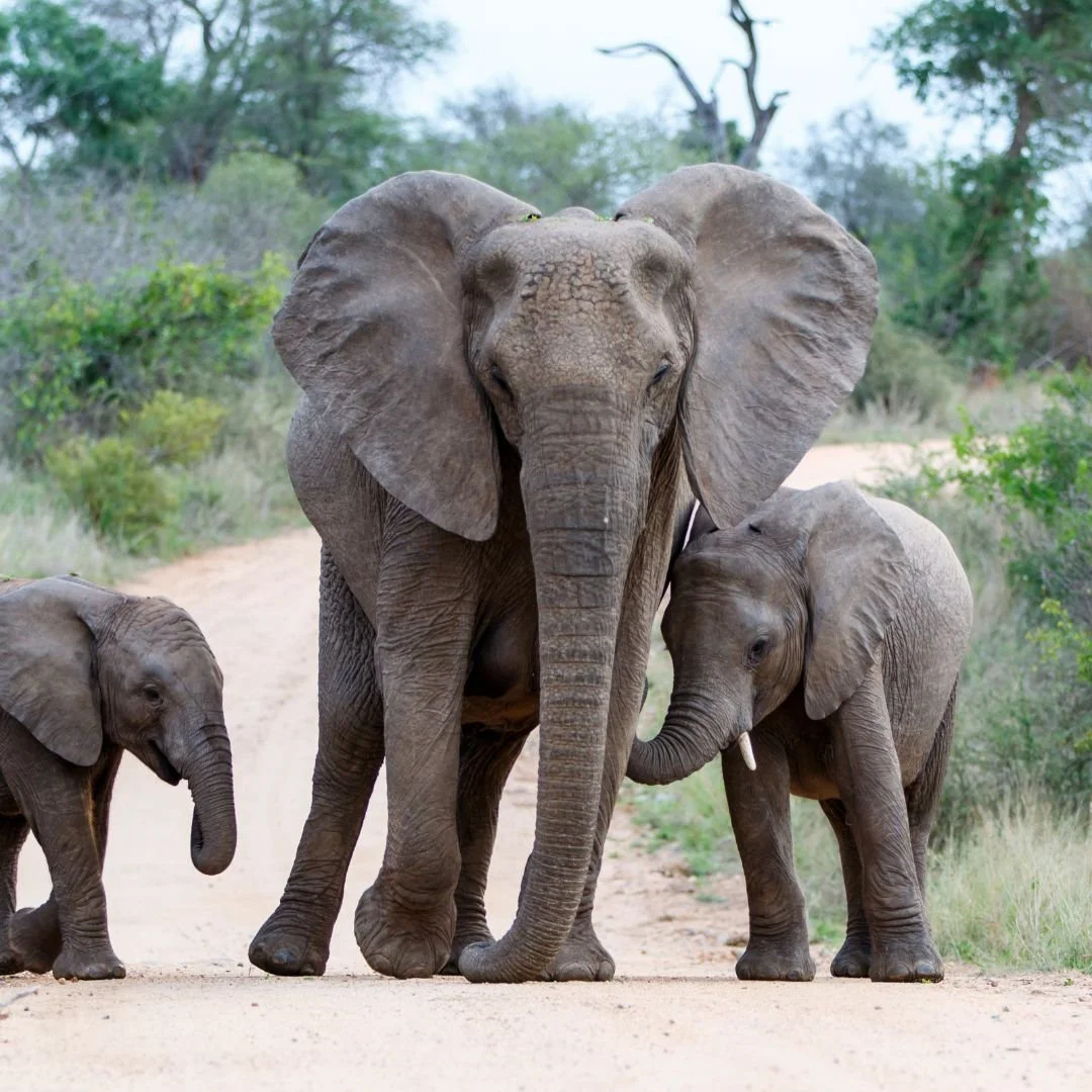 lapwings safaris.jpg