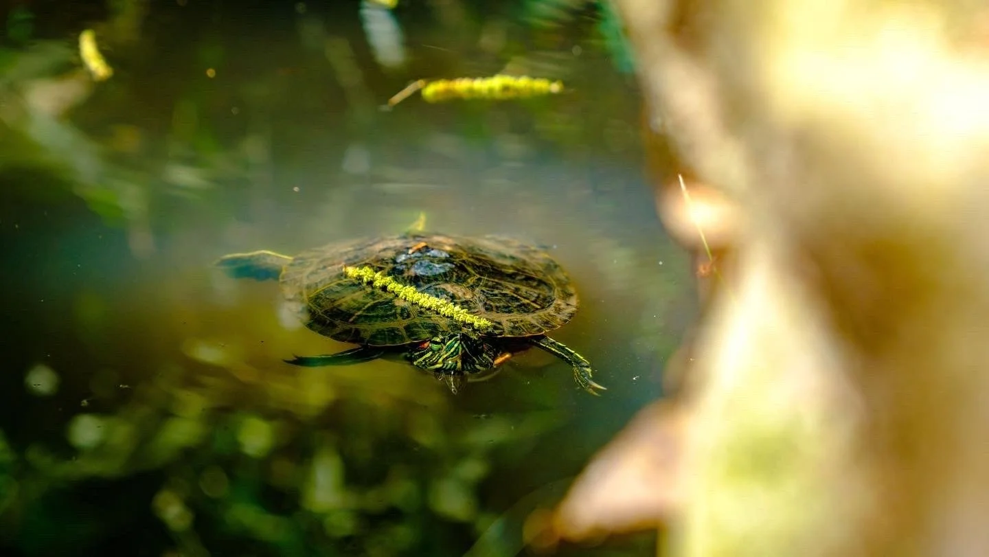 turtle.jpeg