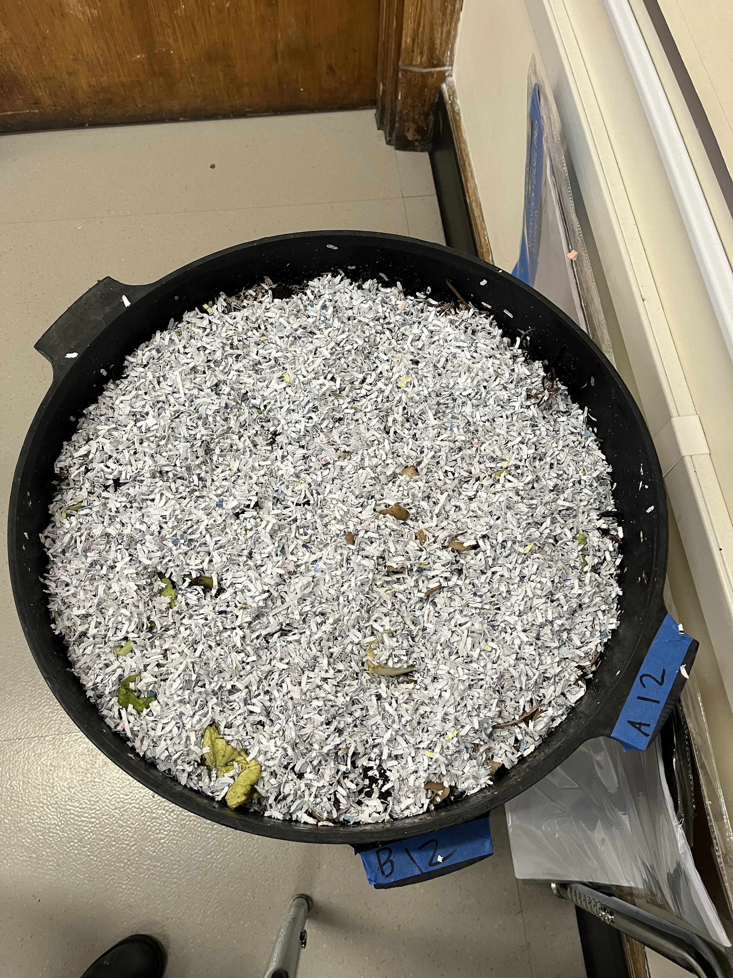 Vermicompost bin layer full of shredded paper and food scraps.
