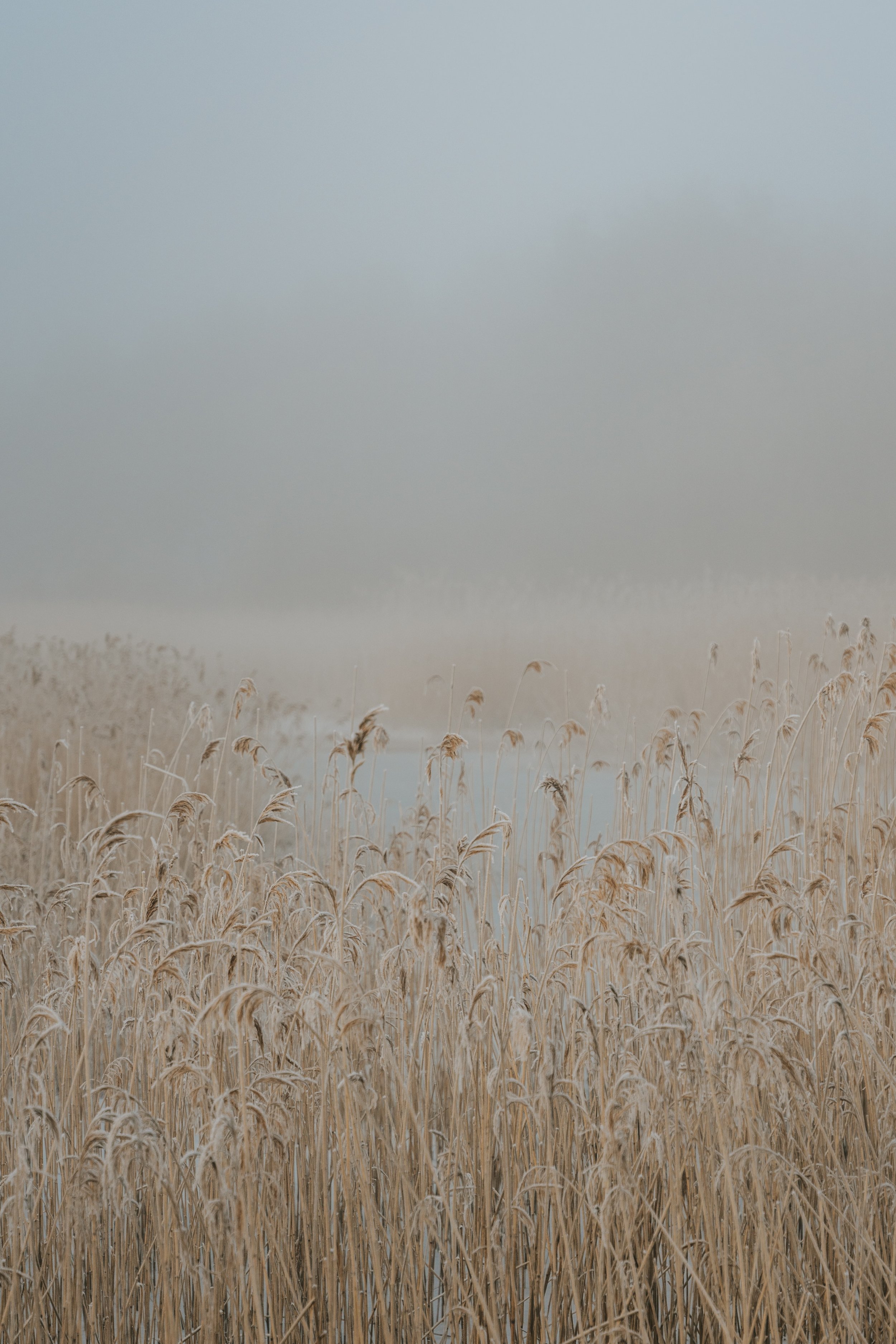 Trauma and PTSD: Navigating the Journey to Healing and Emotional Wellness