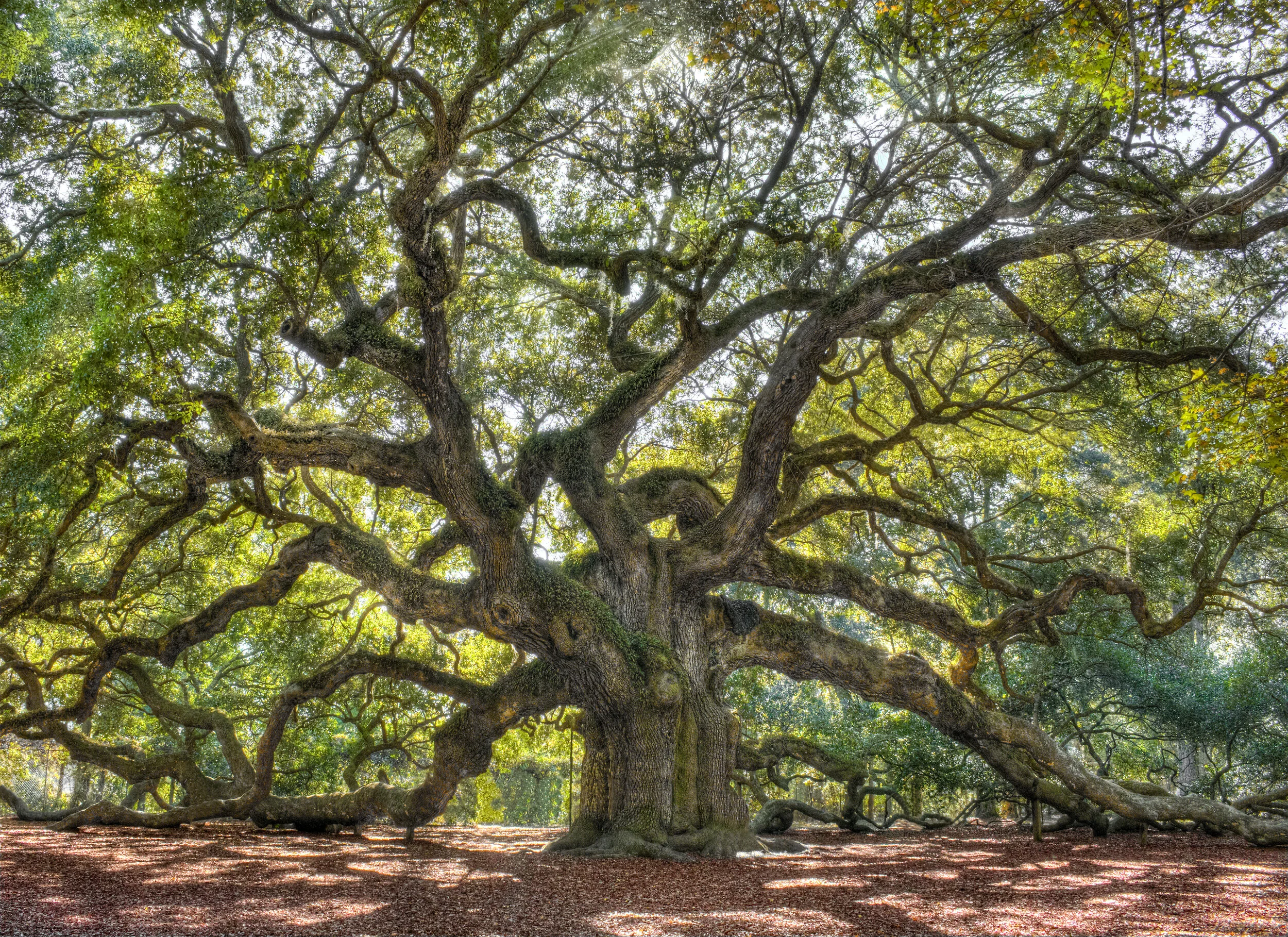 iStock-542820546 (1)TREE.jpg