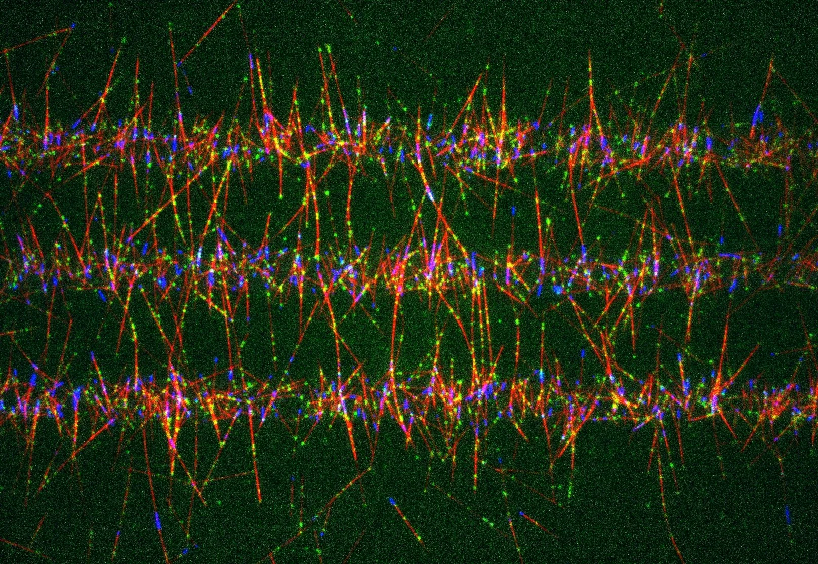 Torvi JR., et al. Interdependence of a microtubule polymerase and a motor protein in establishment of kinetochore end-on attachments, bioRxiv. 2023