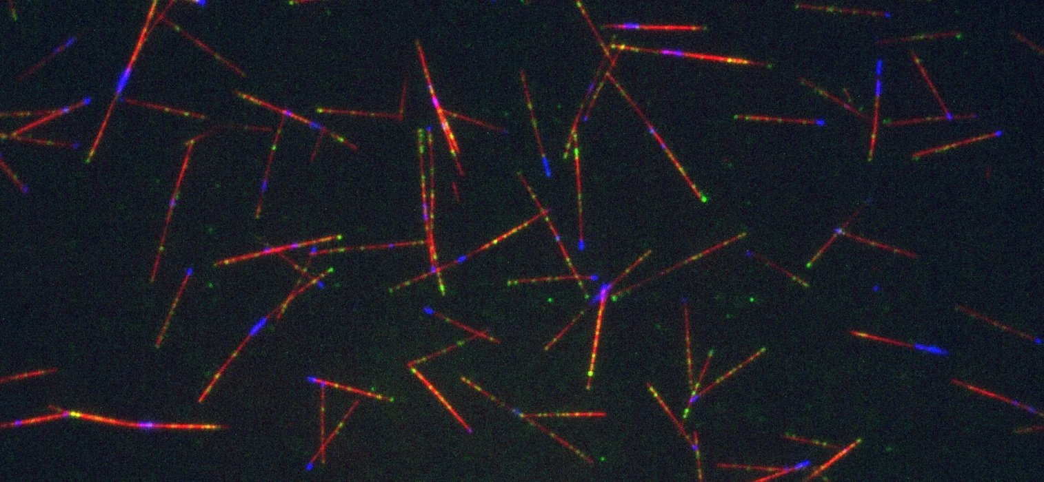 Torvi JR. & Wong J., et al. Reconstitution of kinetochore motility and microtubule dynamics reveals a role for a kinesin-8 in establishing end-on attachments, eLife. 2022