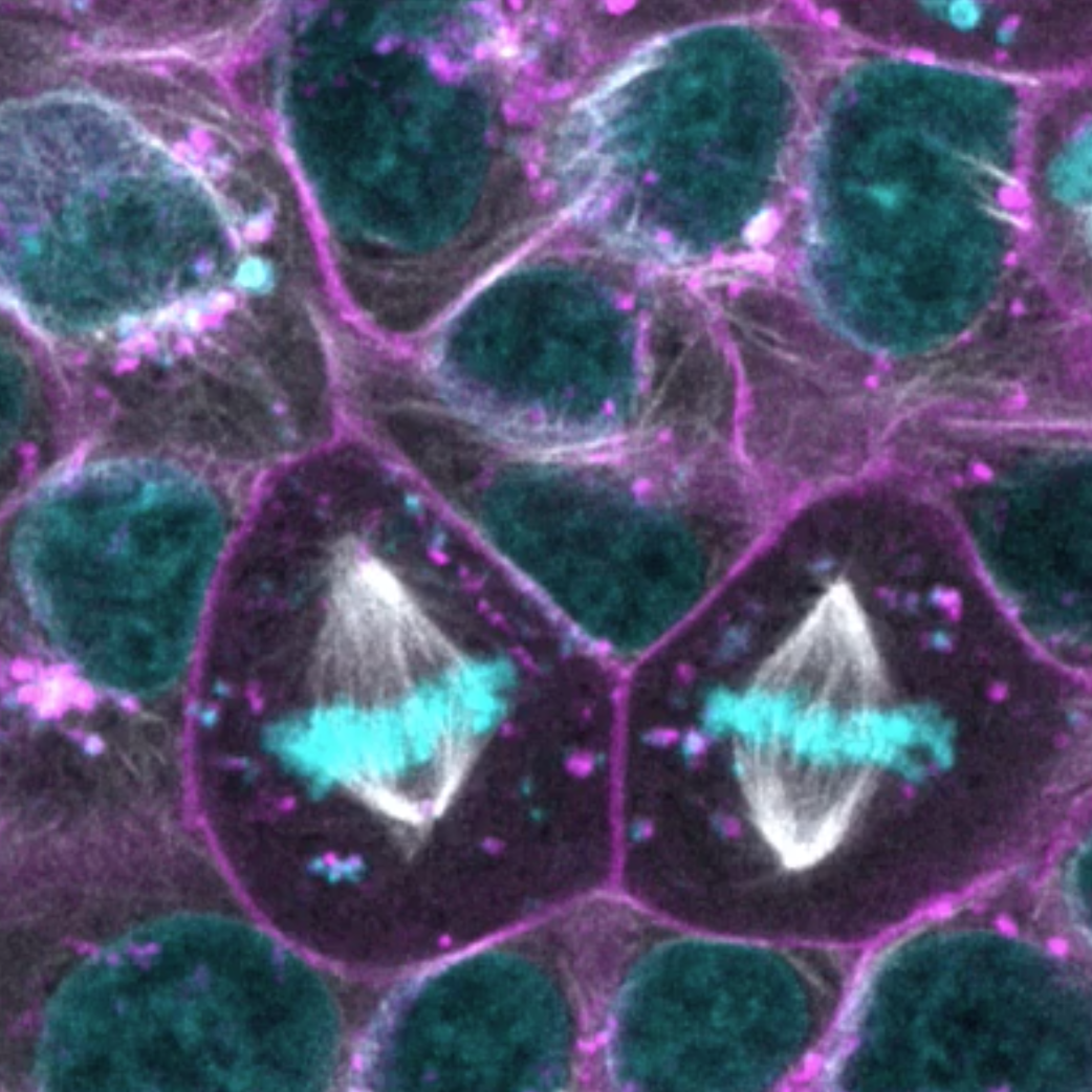 Enhanced endogenous gene tagging in human induced pluripotent stem cells via AAV6-mediated donor delivery. bioRxiv, 2024