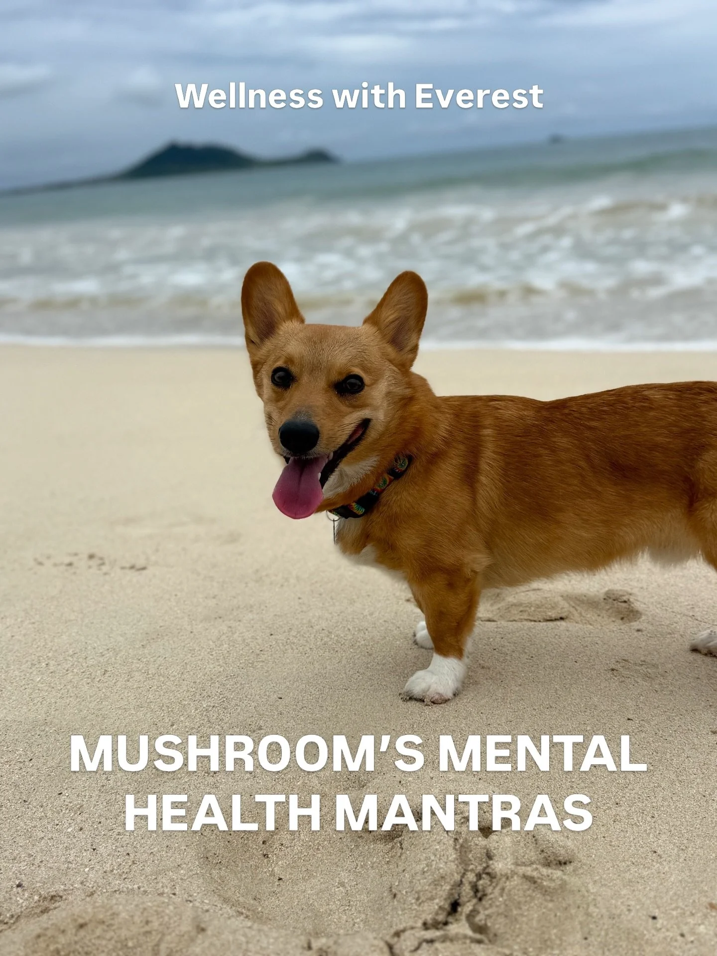 Mushroom is living his best life and these are the lessons he lives by 🐾🧠

#mentalhealthtips #dogmom #functionalmedicine #mentalhealthmatters #selfcare