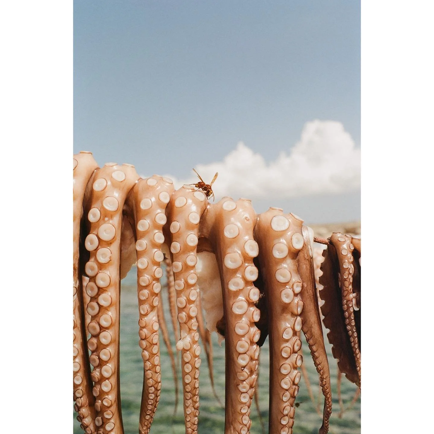 &ldquo;Island Life&rdquo;

Milos and Amorgos, Greece 2022

#filmisnotdead #kodak #35mm #35mmfilmphotography #olympus #olympusom1 #zuiko35mmf2 #greece #greeceislands #milos #amorgos
