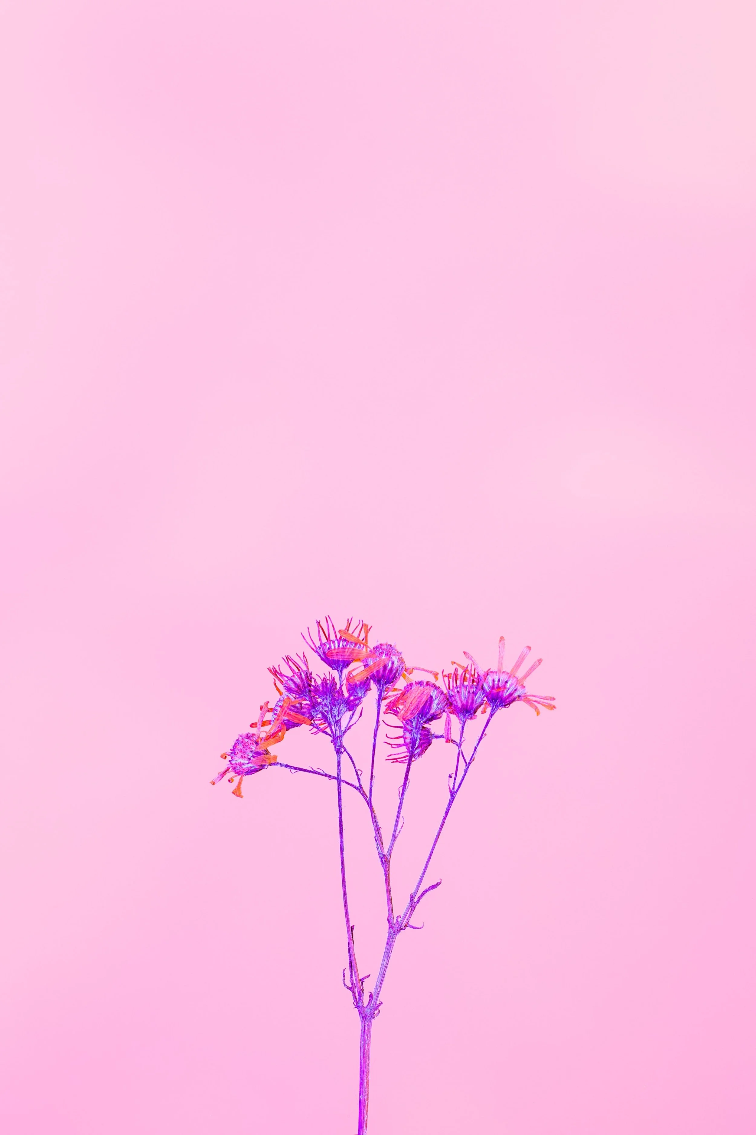 Photo of purple and orange psychedelic wildflowers on a pink background representing healing and growth in mental health treatment