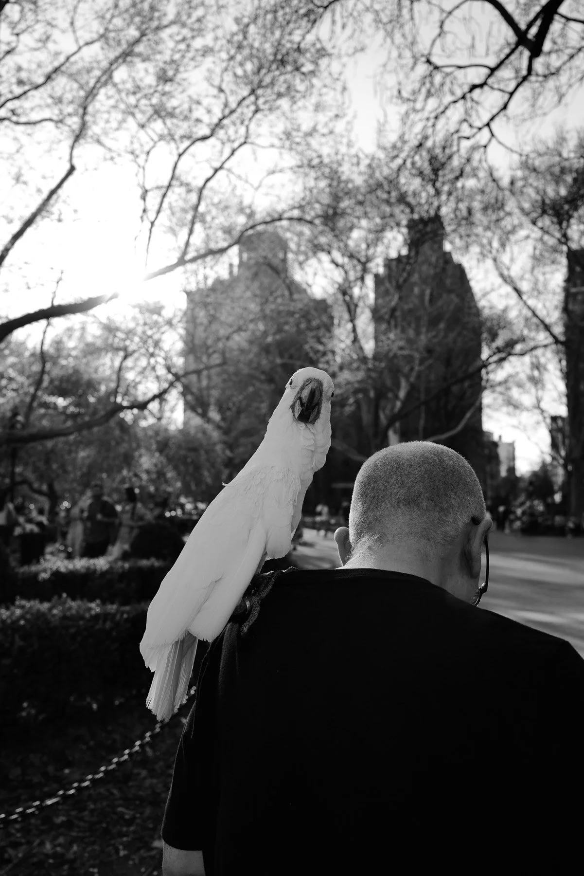 A person with a bald head wearing glasses and a dark shirt has a white cockatoo perched on their shoulder. The background features trees with leafless branches and buildings, with sunlight filtering through the trees.