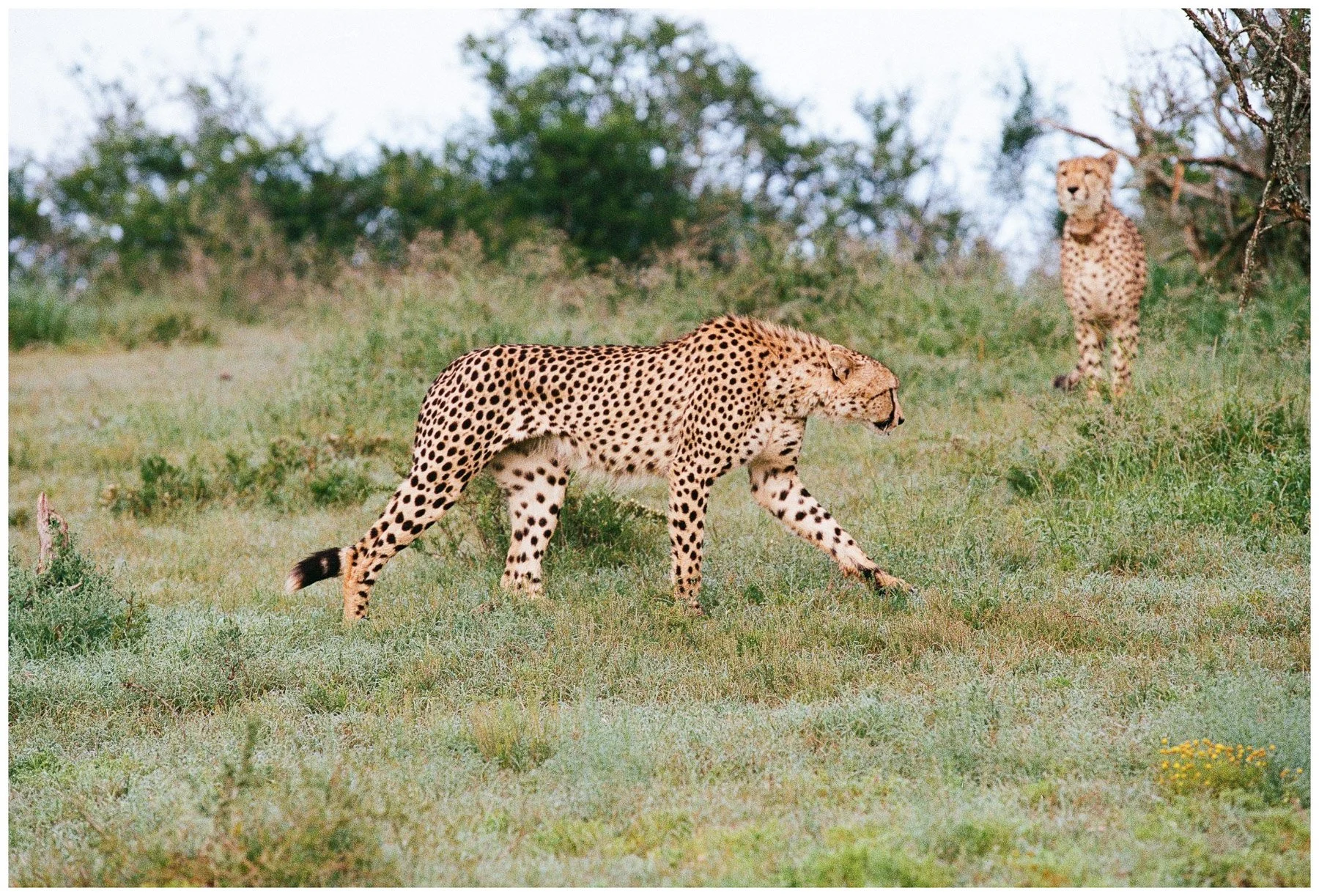 Two cheetahs in a grassy landscape, one walking and one sitting in the background, with trees and shrubs.