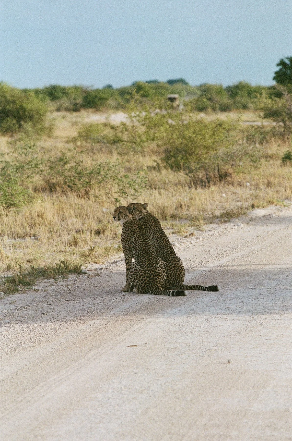 A pair of cheetahs sitting on a dirt path in a savannah landscape with bushes and a clear sky.
