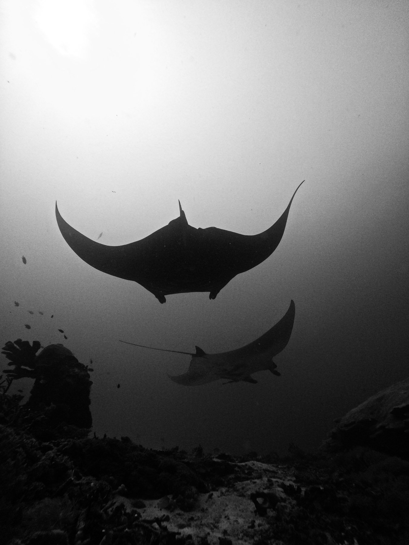 Silhouette of manta rays swimming above rocky ocean floor, with bubbles rising to surface in black and white.