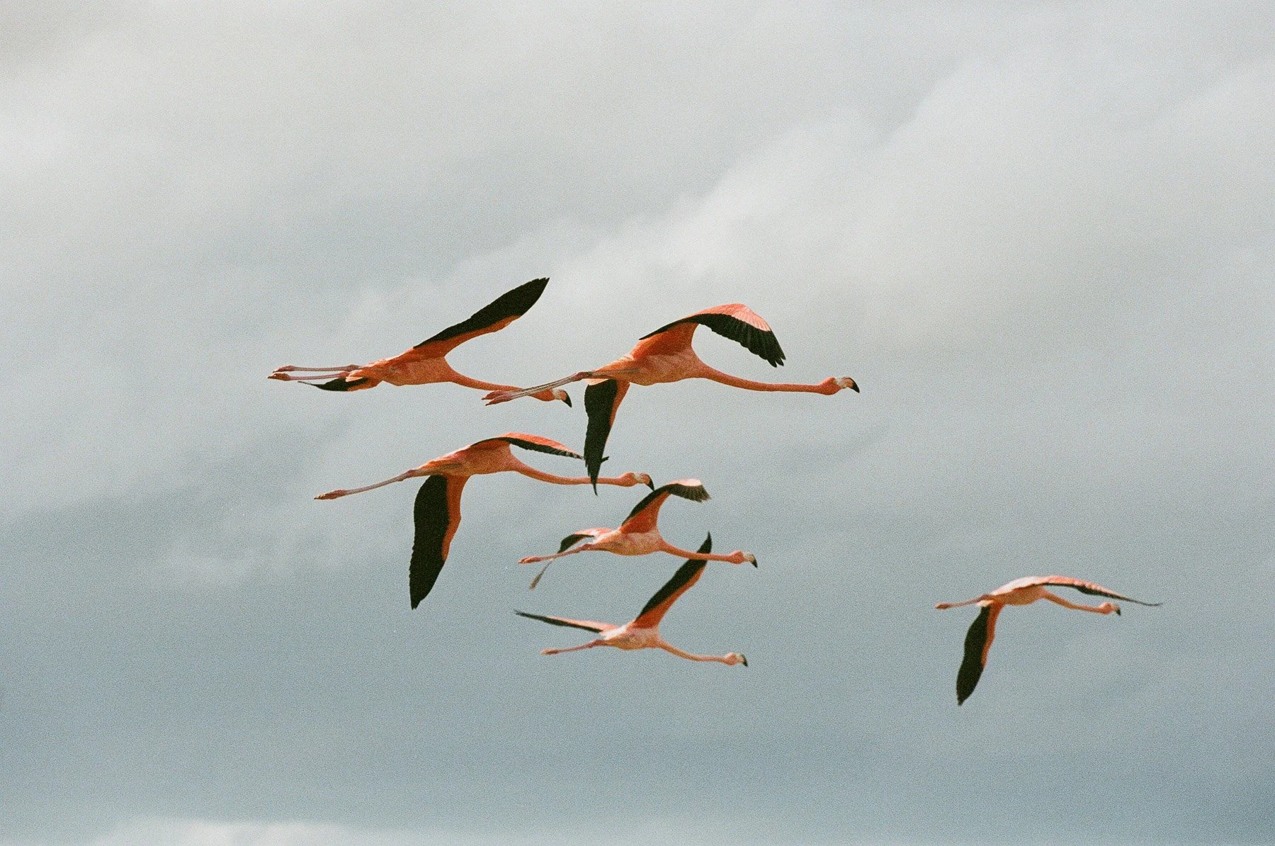 A flock of flamingos flying in the sky.