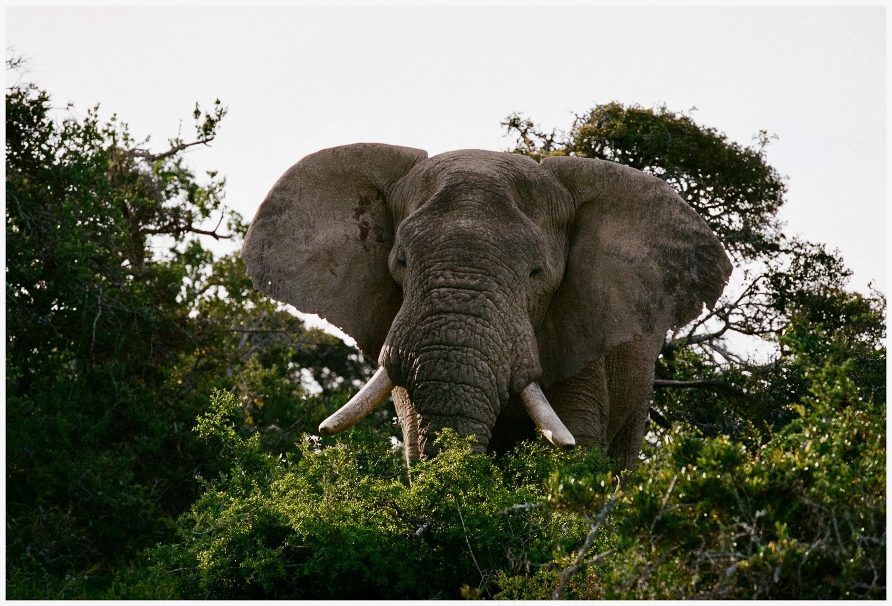 Close-up of an adult elephant standing among green bushes and trees, with a clear sky in the background.