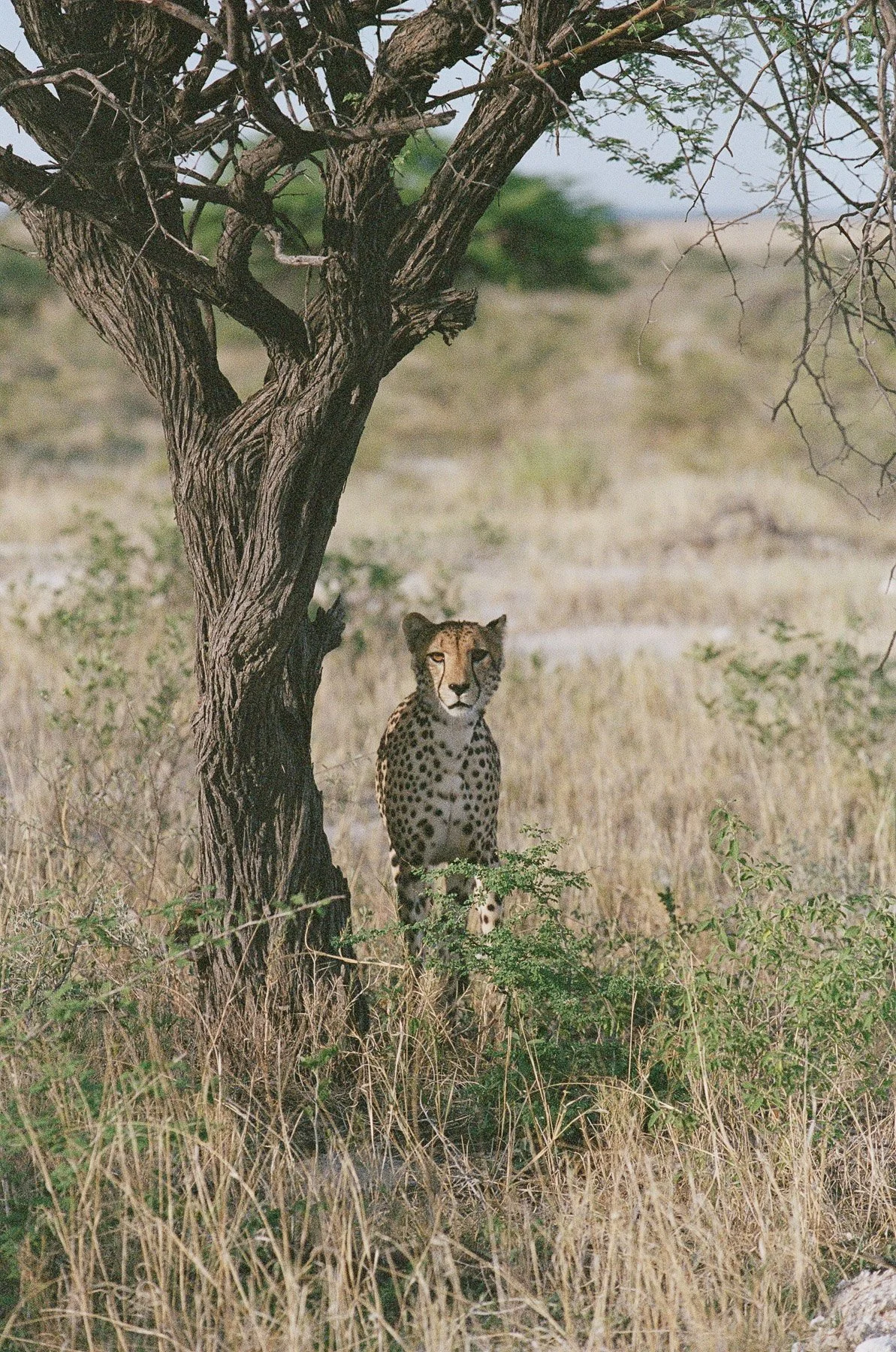 A cheetah standing under a leafless tree in a grassy savanna landscape.