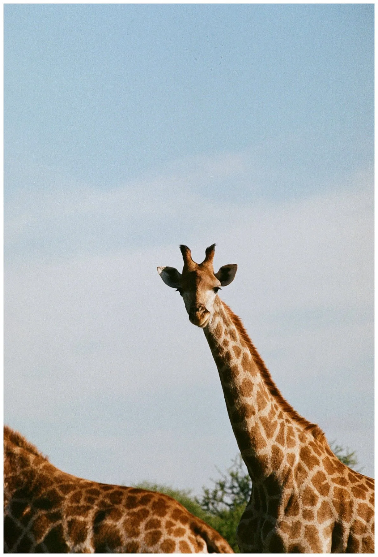 A giraffe standing with its long neck extending upward, surrounded by greenery and other giraffes, under a clear sky.