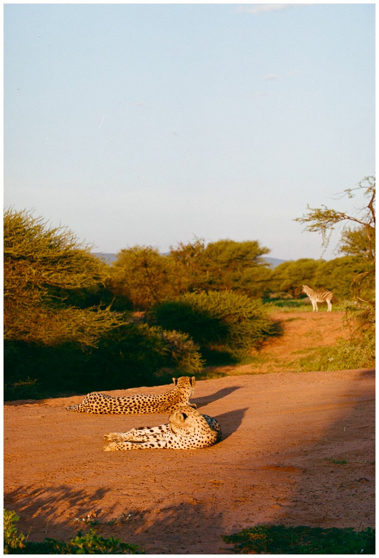 Two cheetahs lying on the ground in a savanna landscape with bushes and trees, a zebra in the background, and a blue sky.