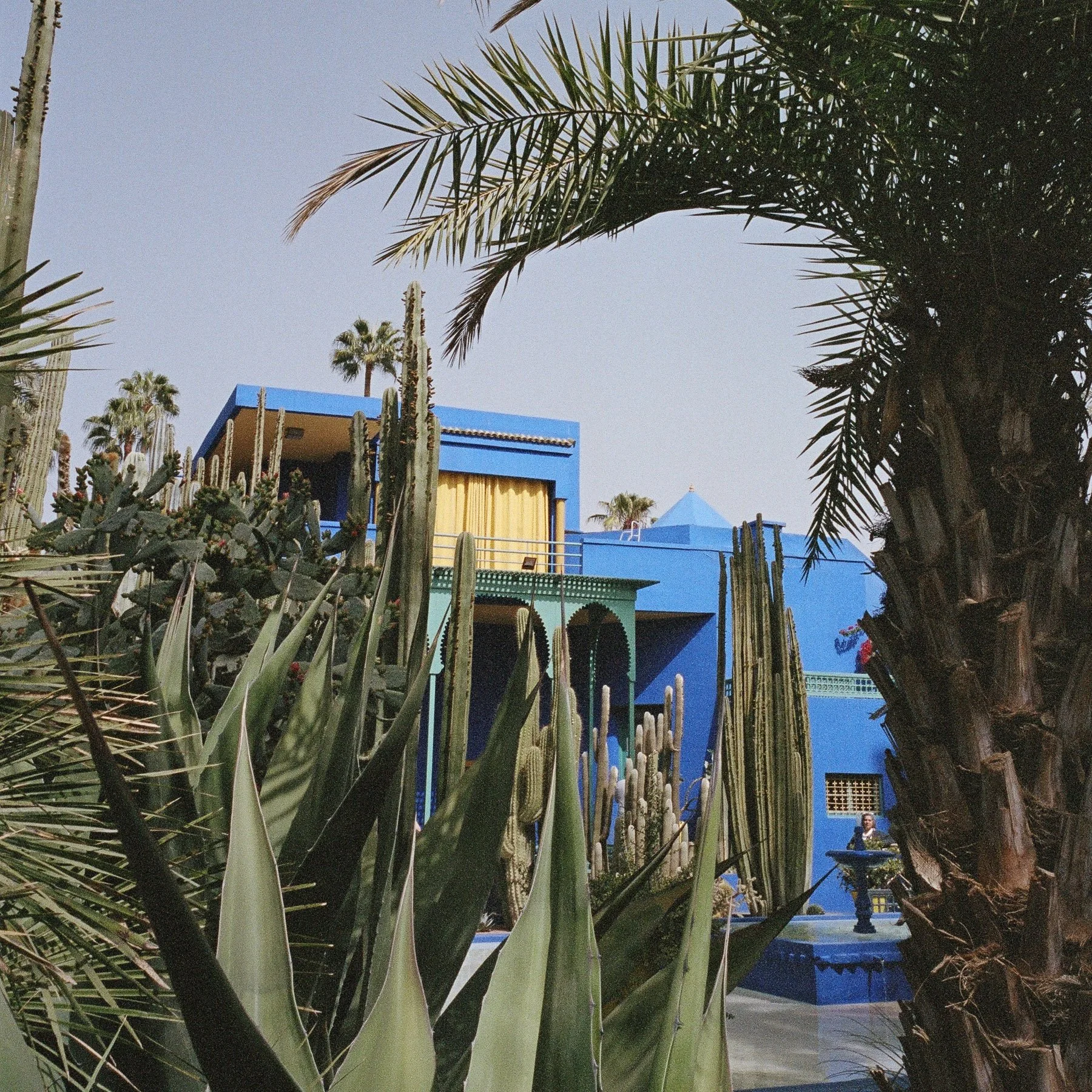 Scene with tall cacti and palm trees in front of a colorful blue and yellow building, possibly in a warm, sunny location.