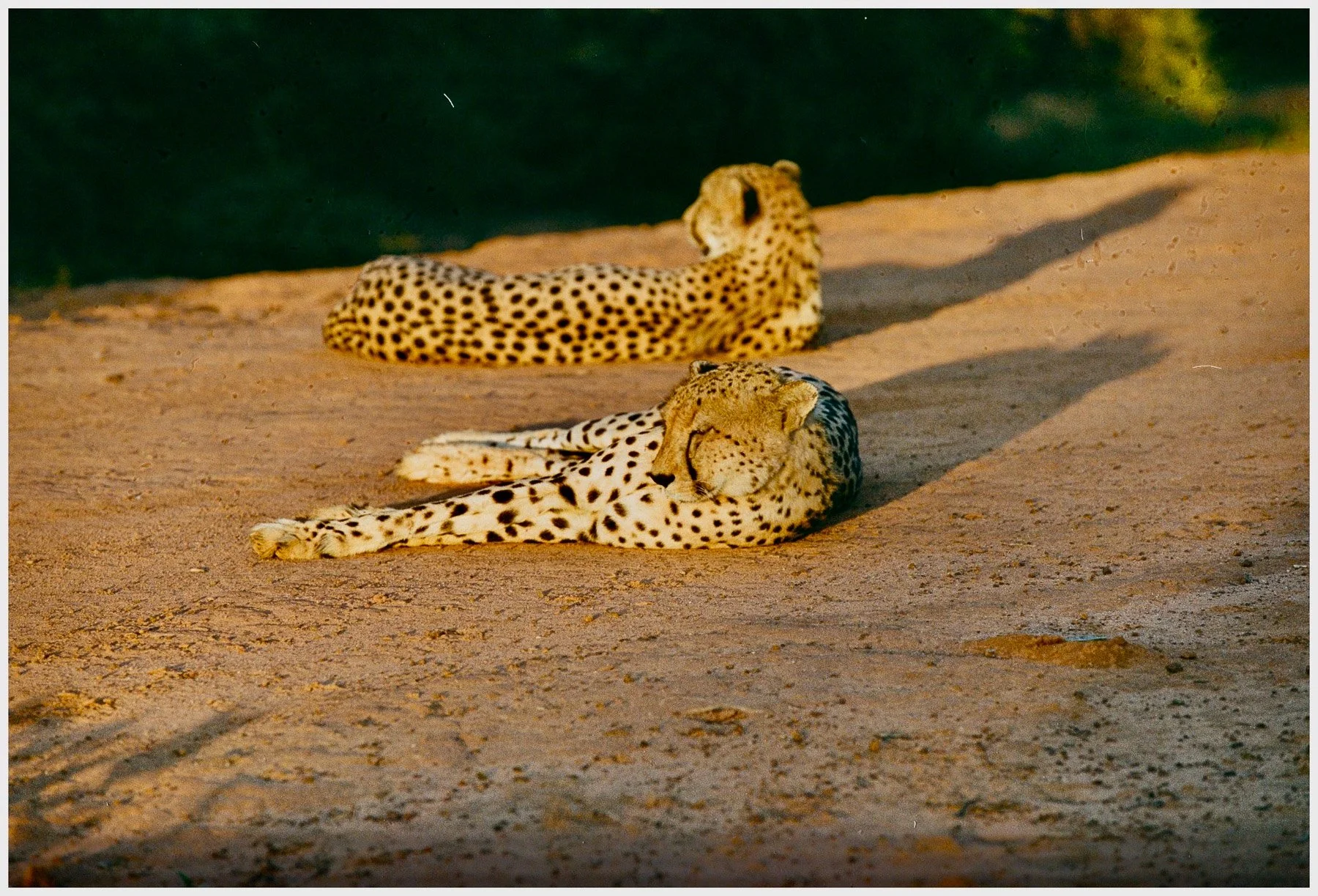 Two cheetahs resting on sandy ground in a natural habitat.