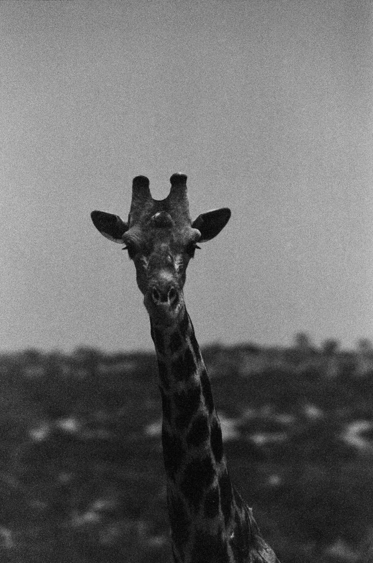 A black and white photograph of a giraffe's head and neck emerging from the water, with a blurred landscape in the background.