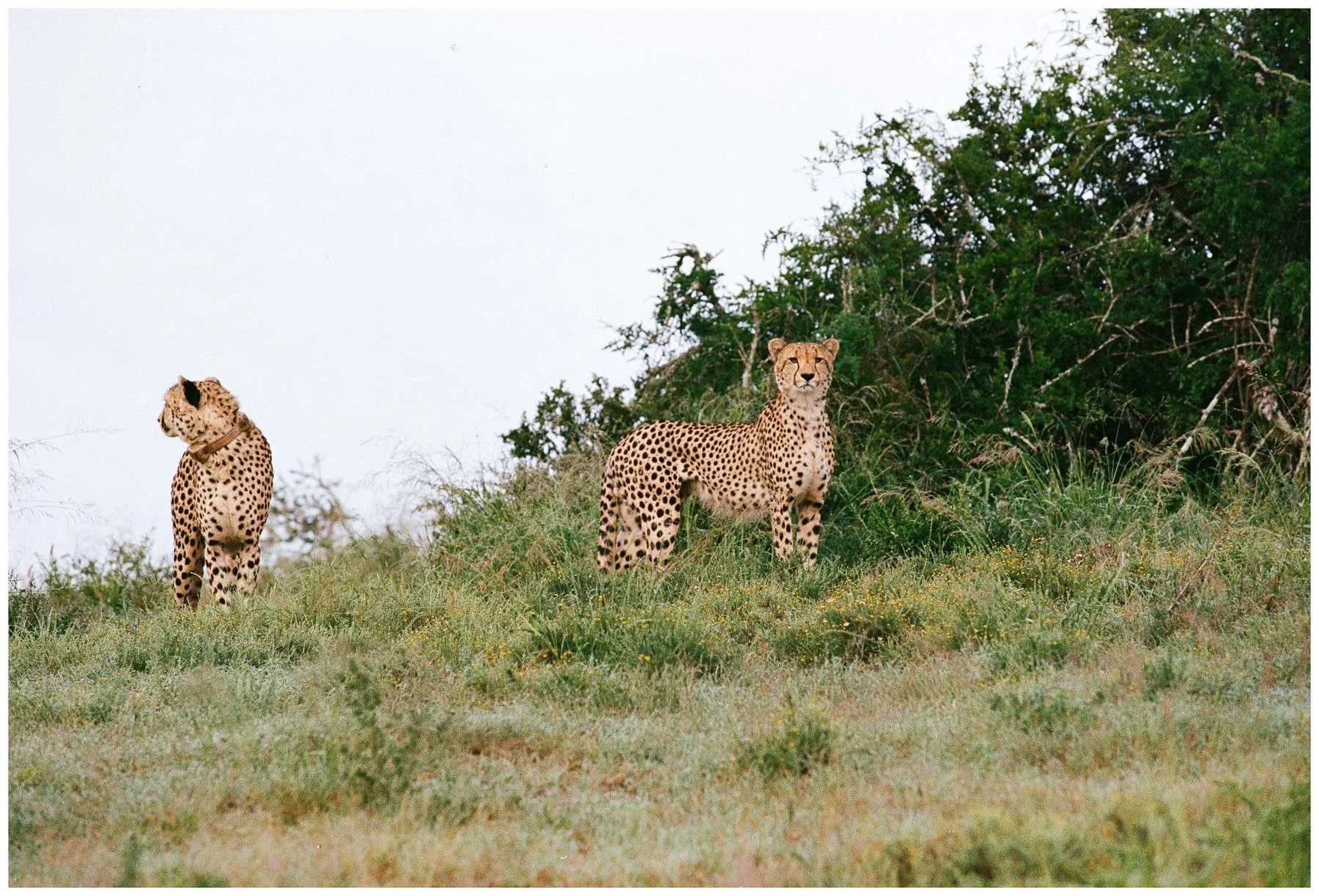 Two cheetahs standing in a grassy area with bushes and trees in the background.