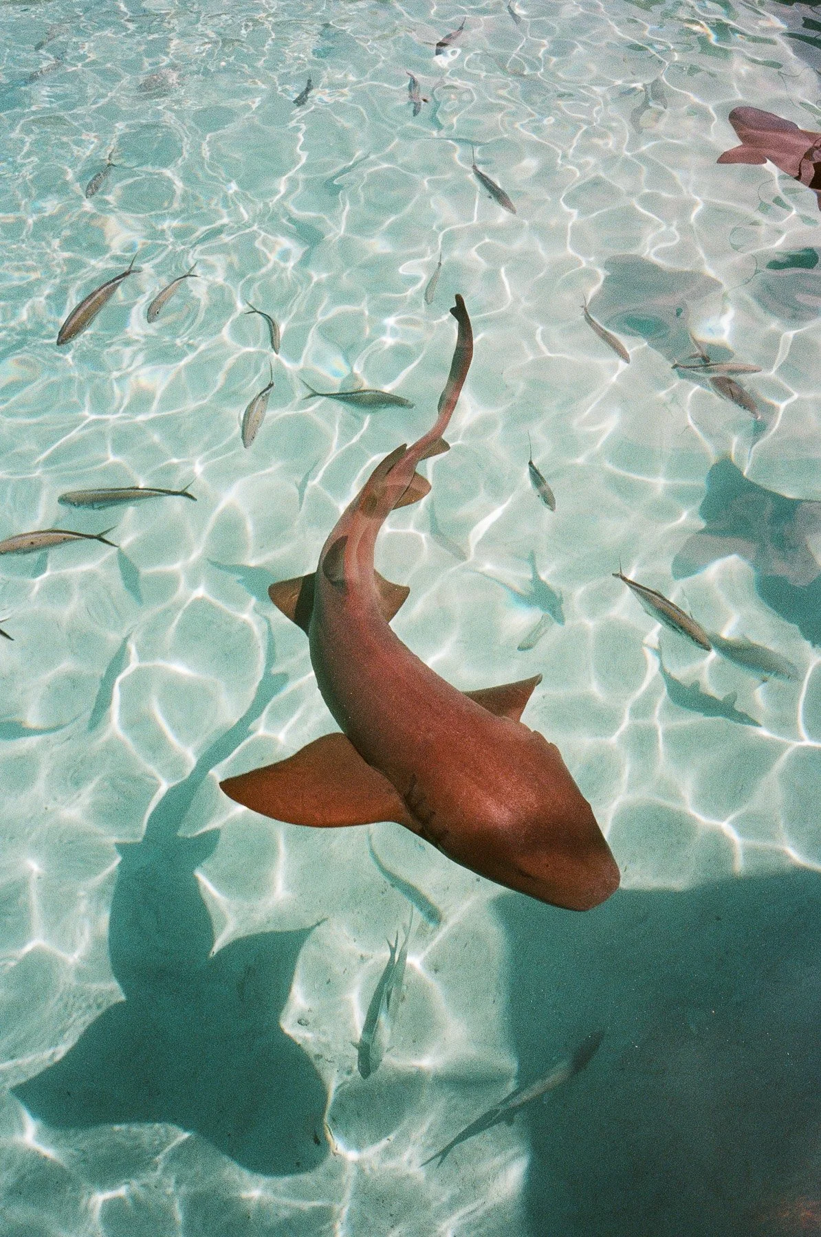 A large shark swimming in shallow, clear water with sunlight reflections. Several smaller fish swim around it.
