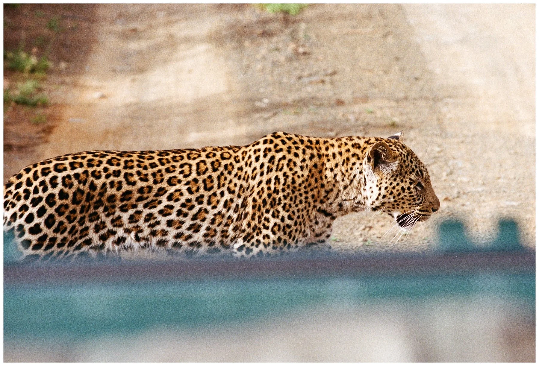 A leopard walking on a sandy surface, viewed from the side.