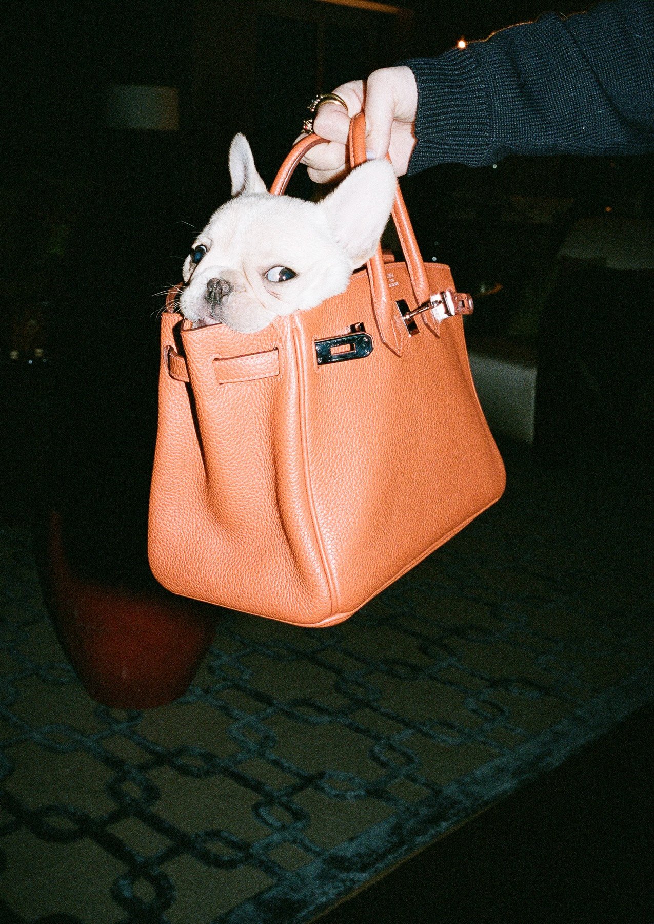 A white French Bulldog puppy with blue eyes sitting inside a tan Birkin handbag held by a person wearing a dark sweater at night.