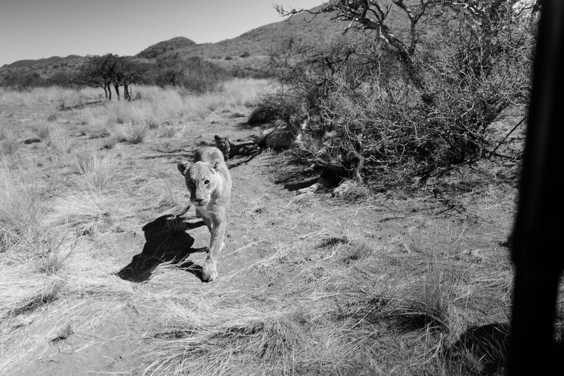 Black and white photo of a lioness walking toward the camera in a dry, grassy landscape with bushes and trees, with another lion lying under a bush in the background.