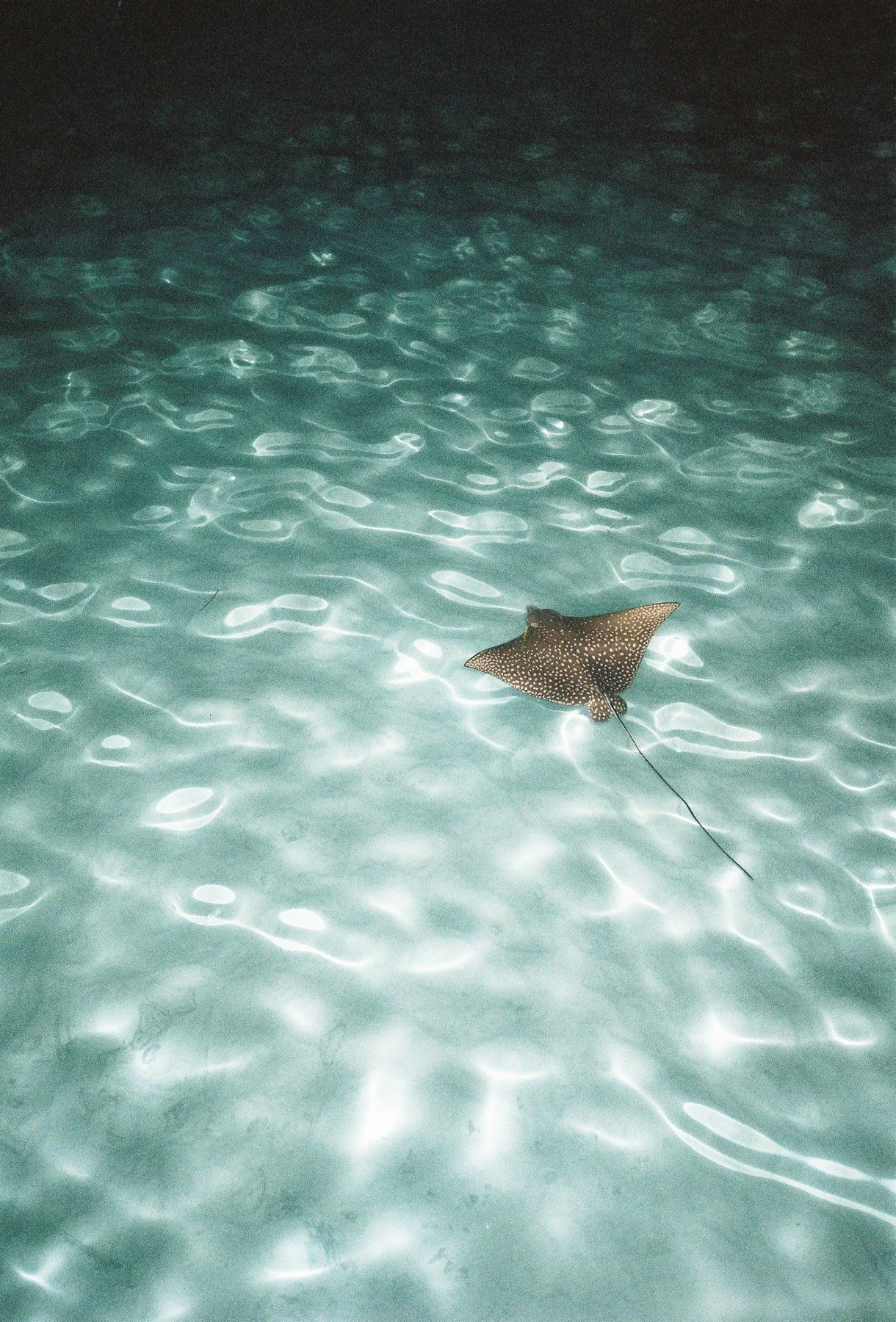 A spotted stingray swimming in clear, shallow water at night.