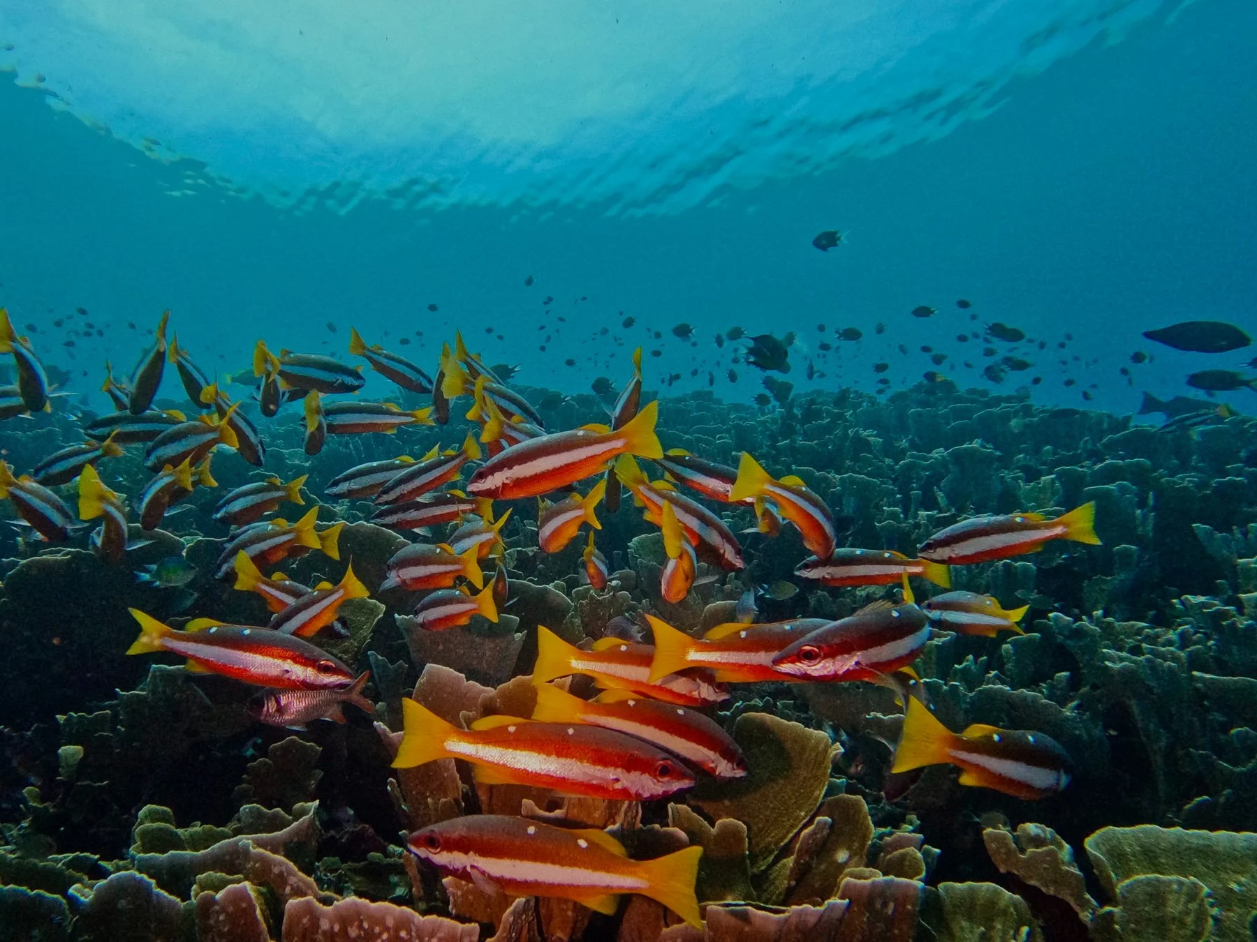 Underwater scene with a school of colorful fish swimming near coral reefs.