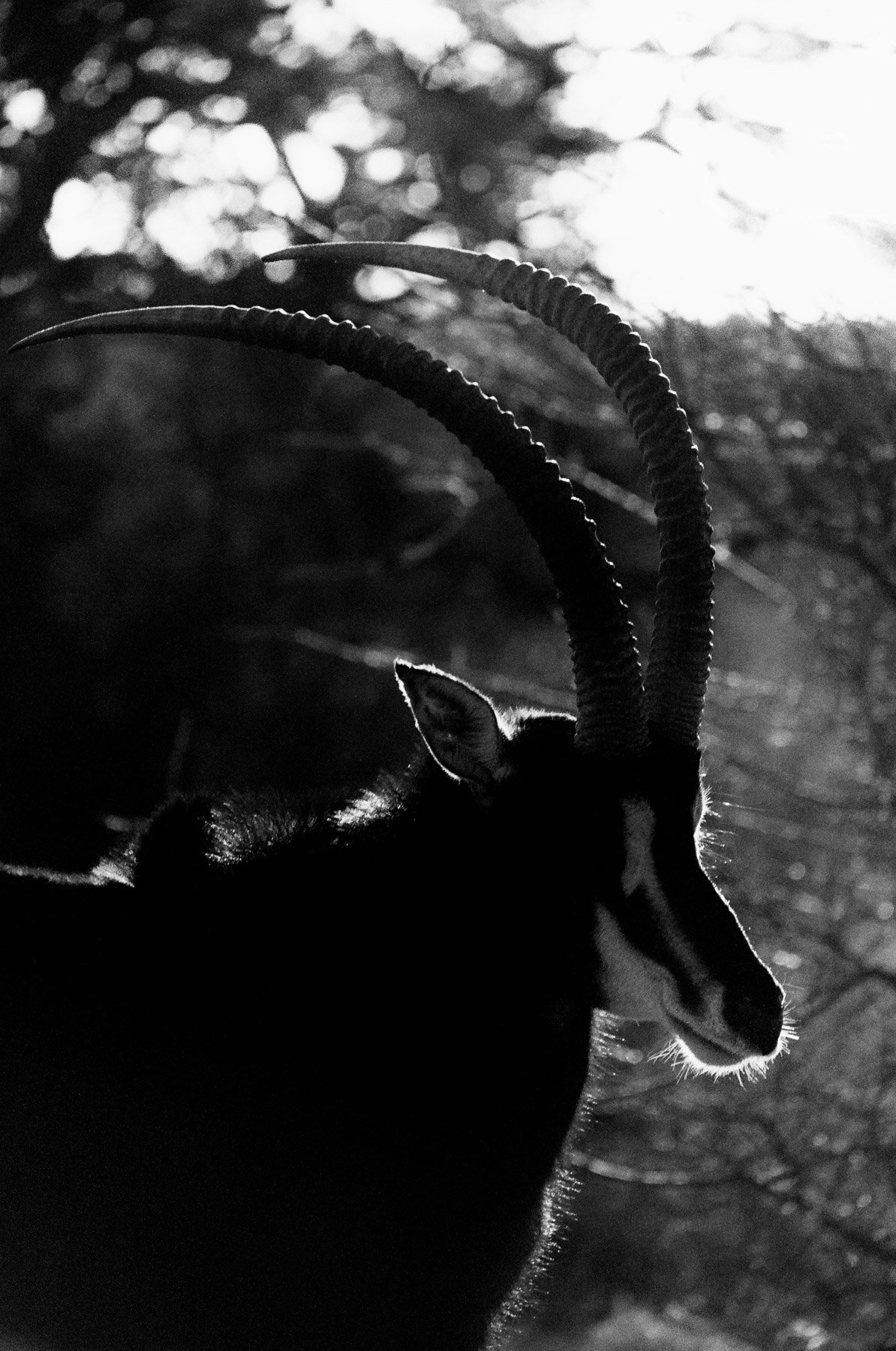 Black and white photo of an antelope with large, curved, ridged horns and a white stripe on its face, standing outdoors with trees and sunlight in the background.